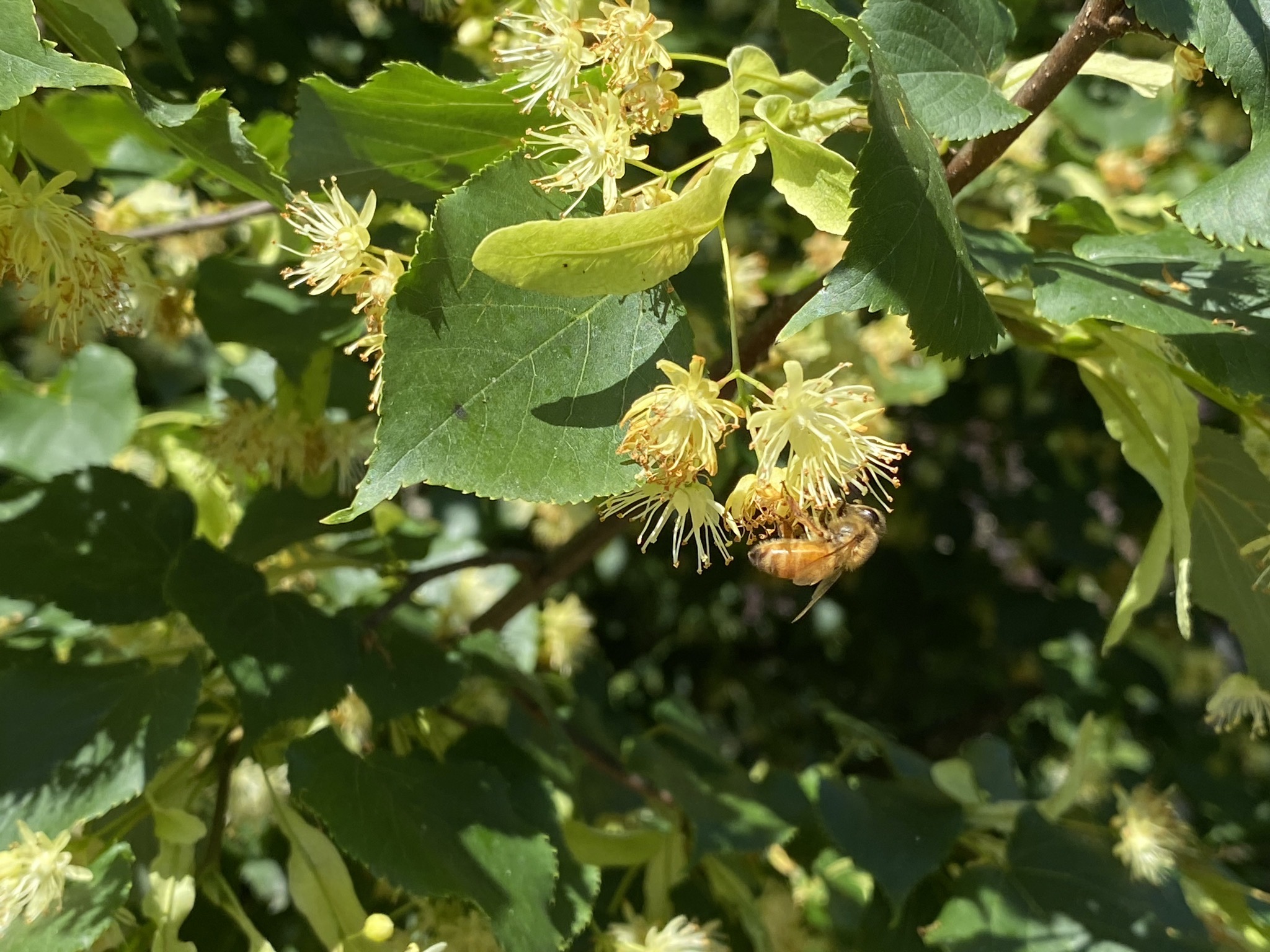 Linden tree