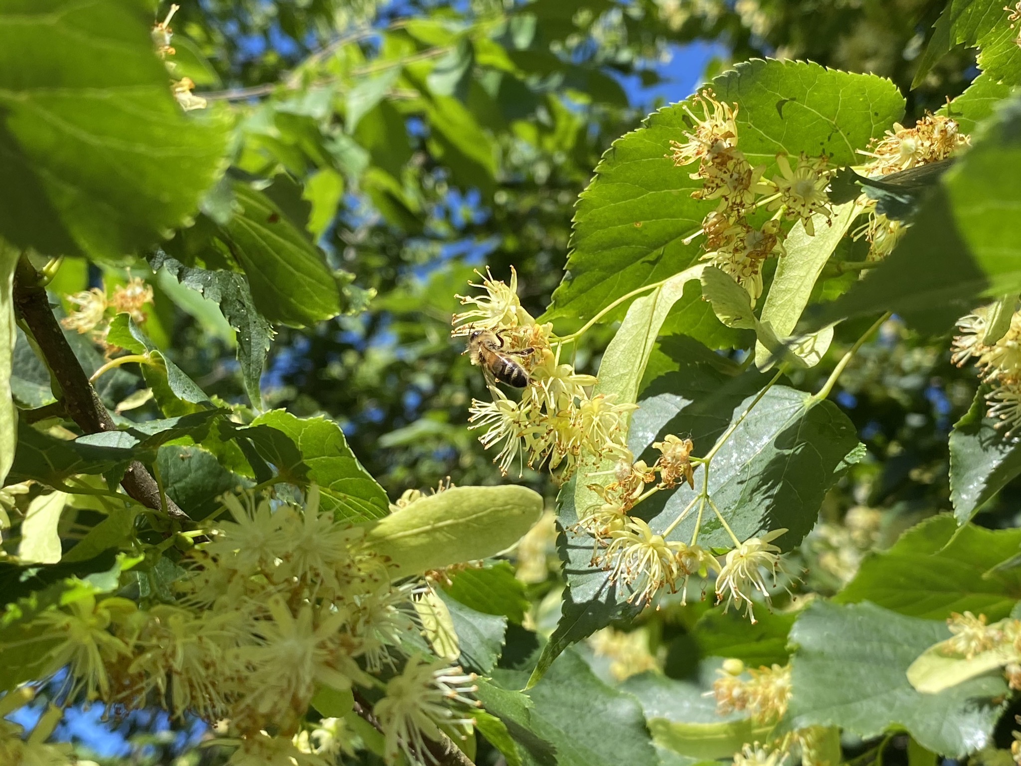 Linden tree