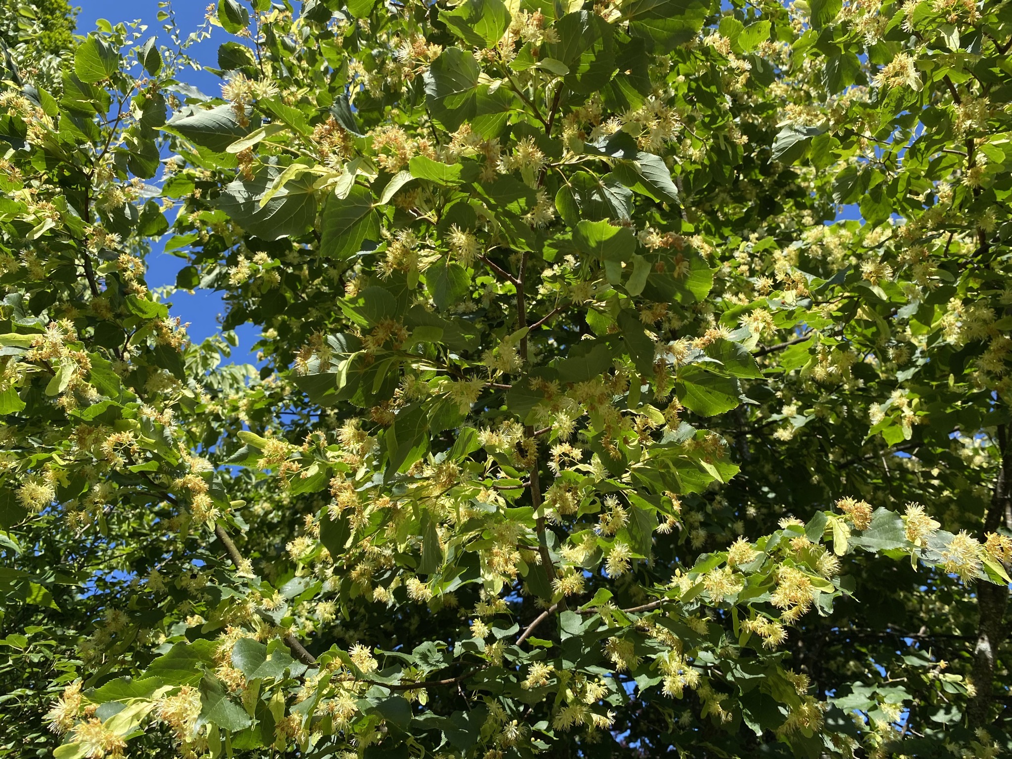 Linden tree