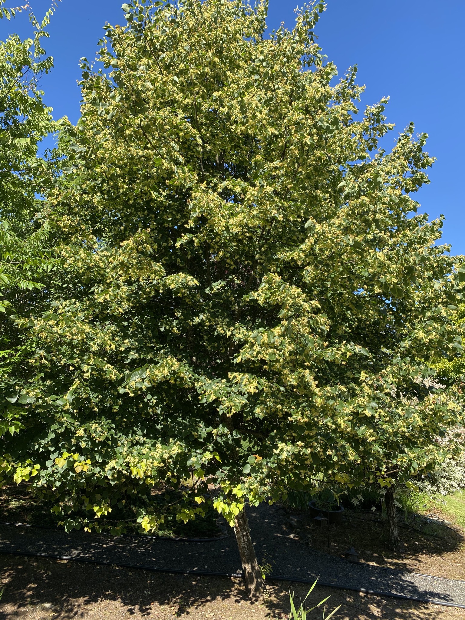 Linden tree