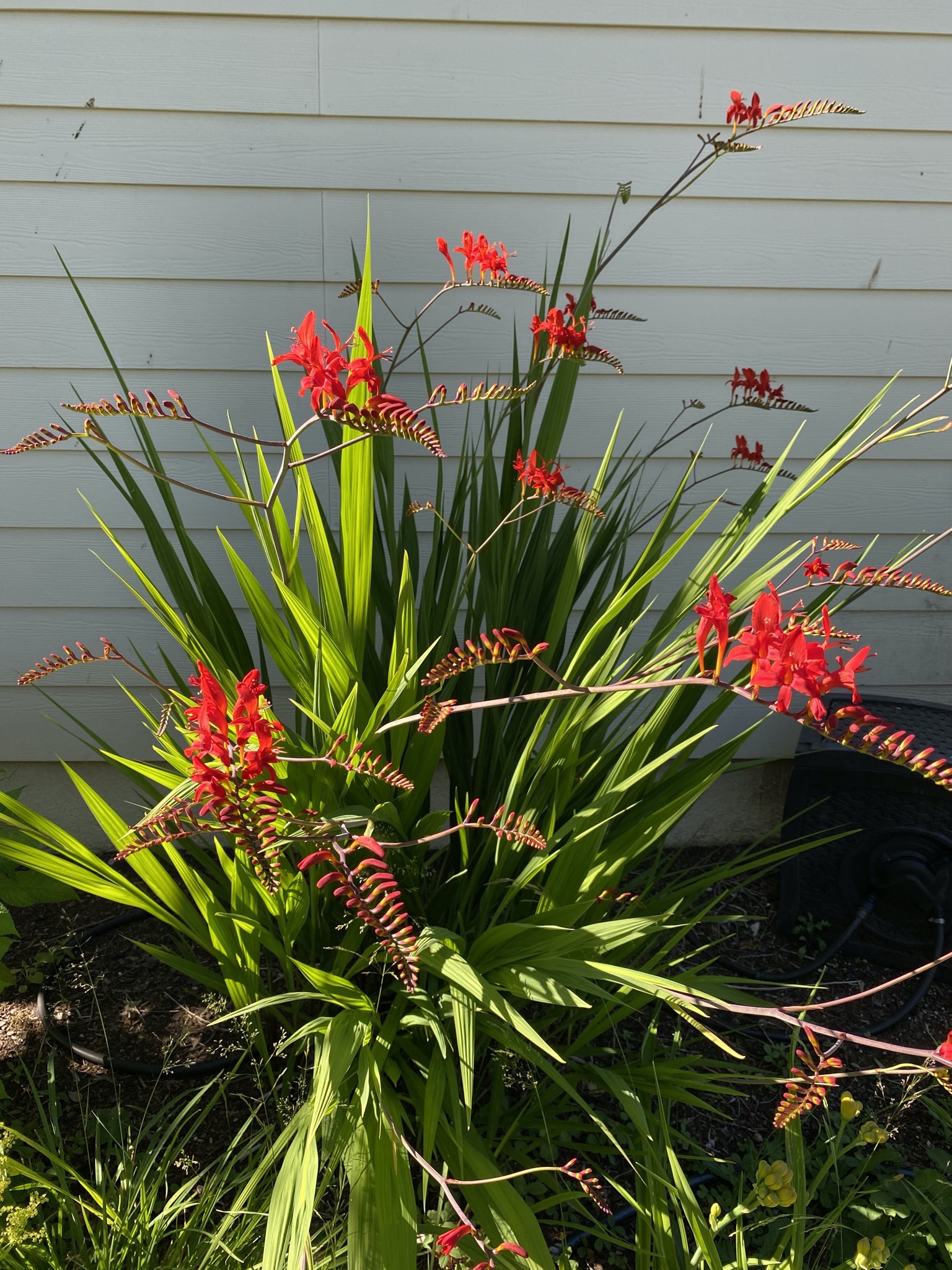 Crocosmia