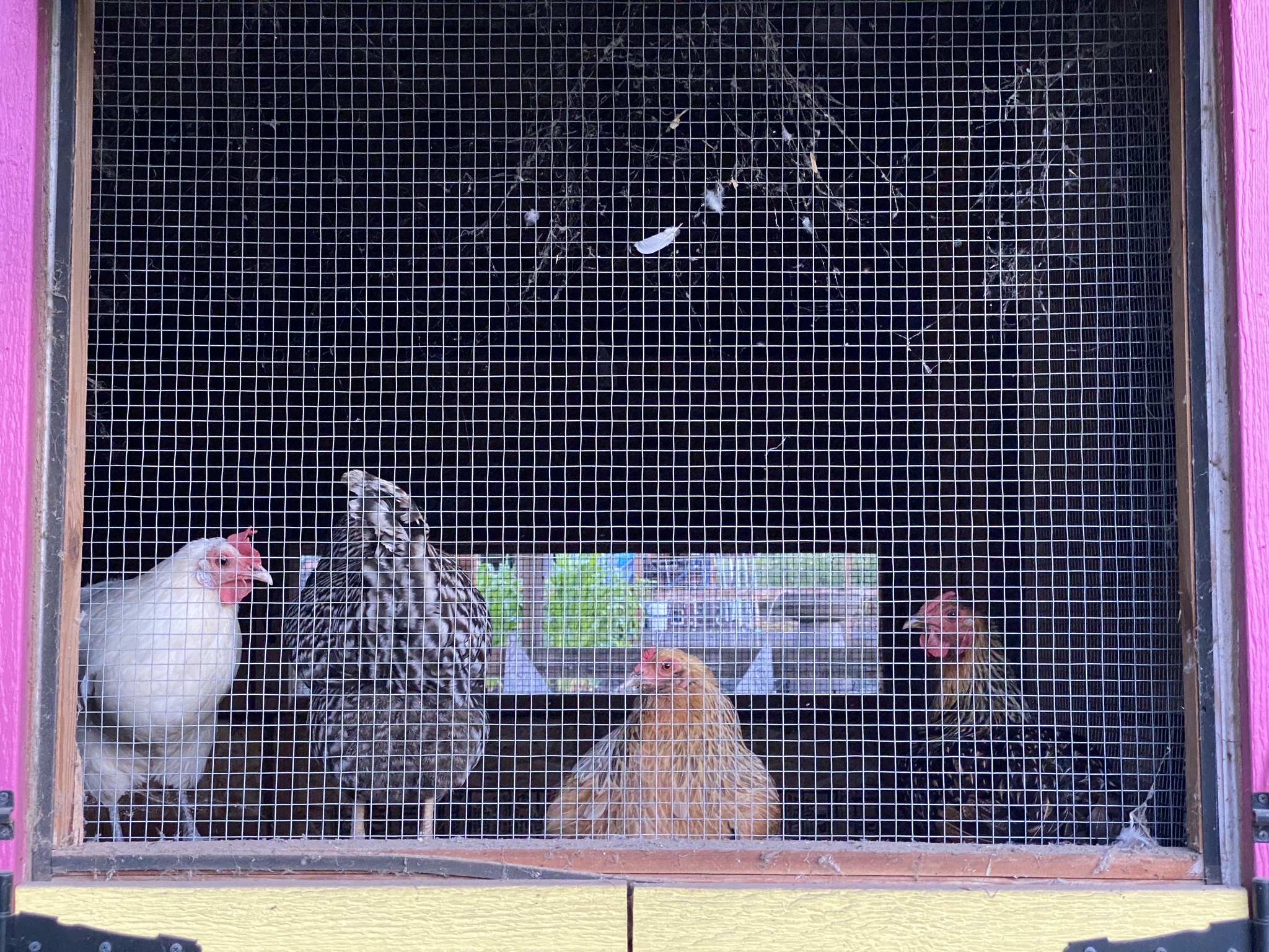 Chickens in coop