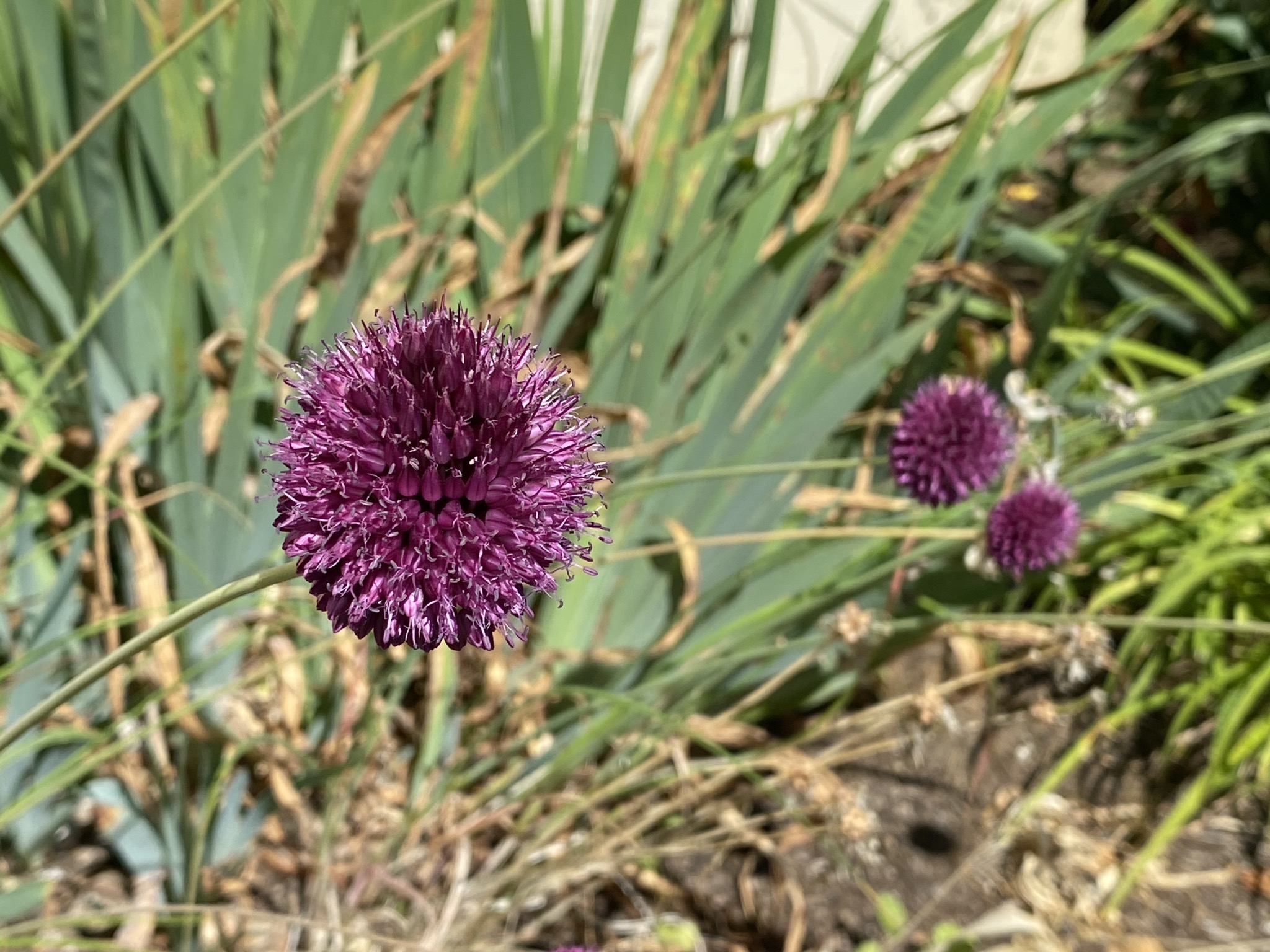 Allium