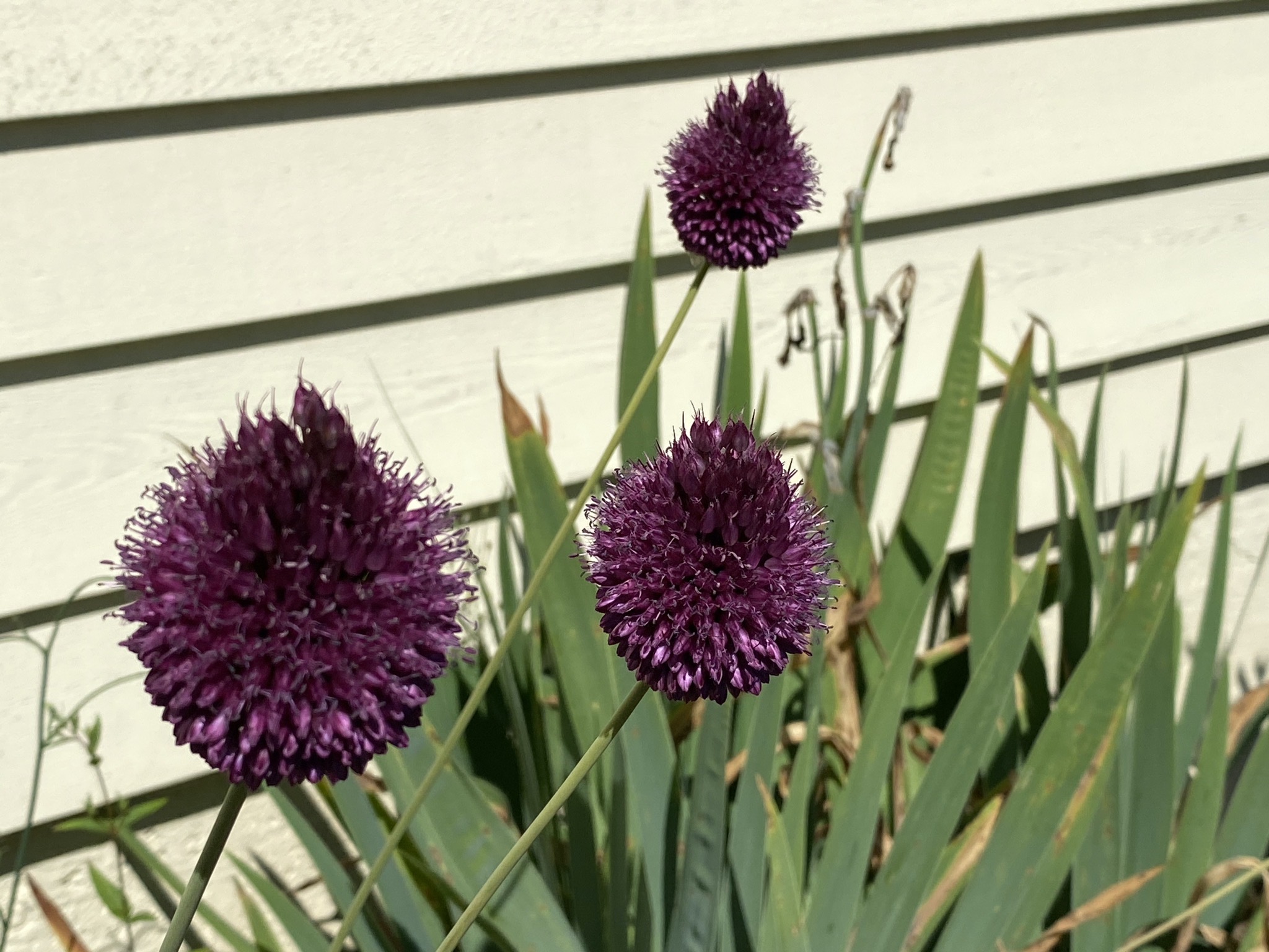 Allium