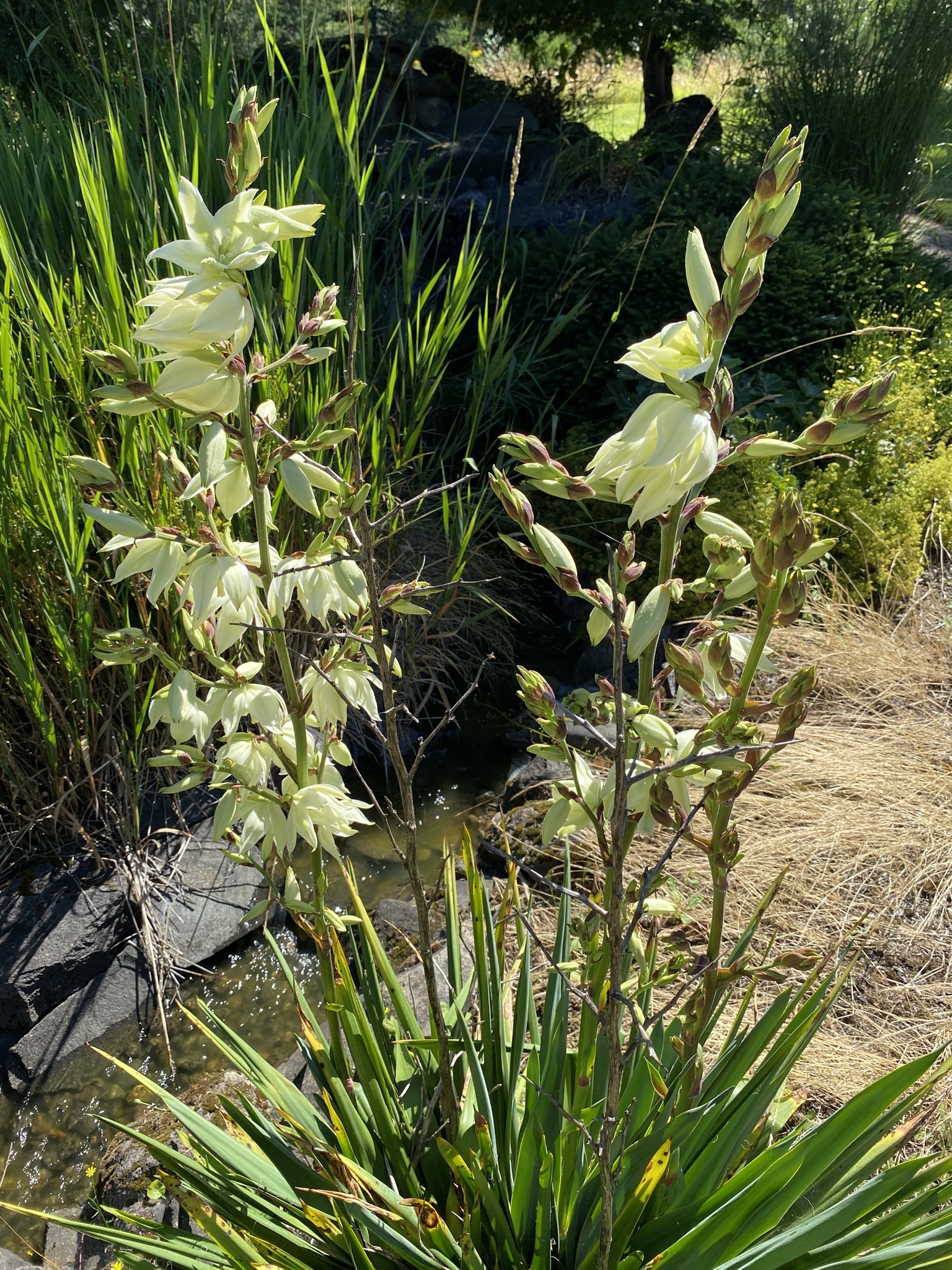 Yucca