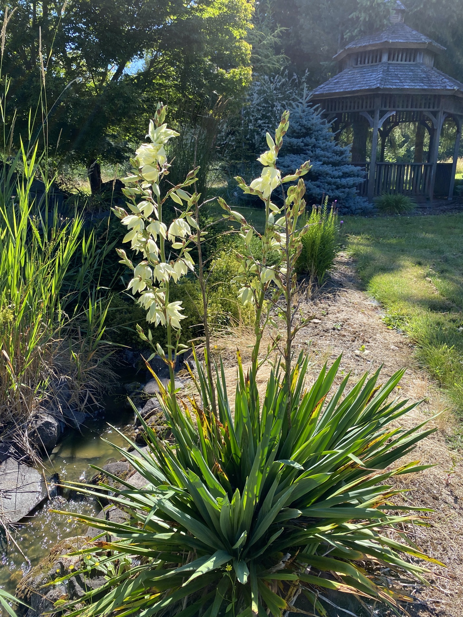 Yucca