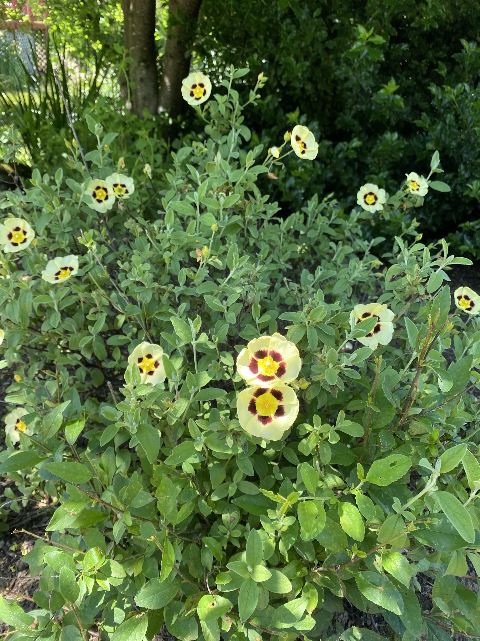 Rock rose