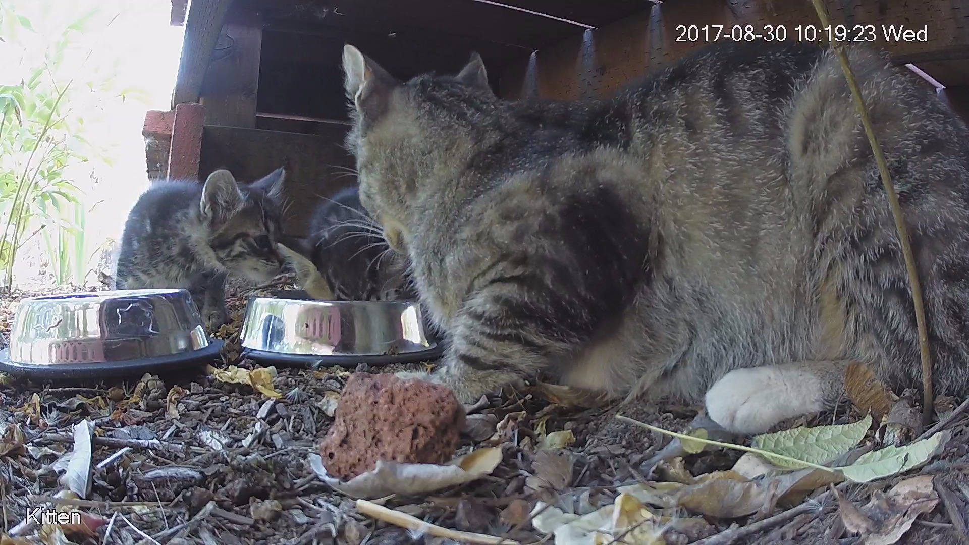 Feral kittens and cat