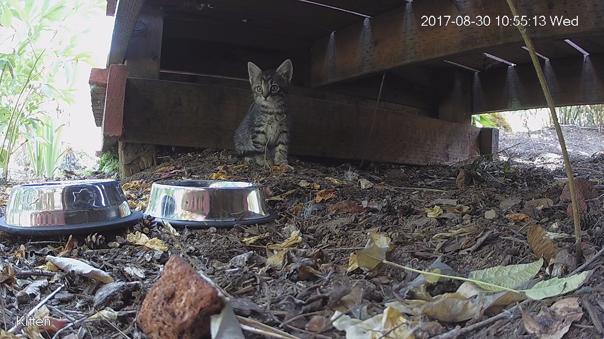 Feral kitten