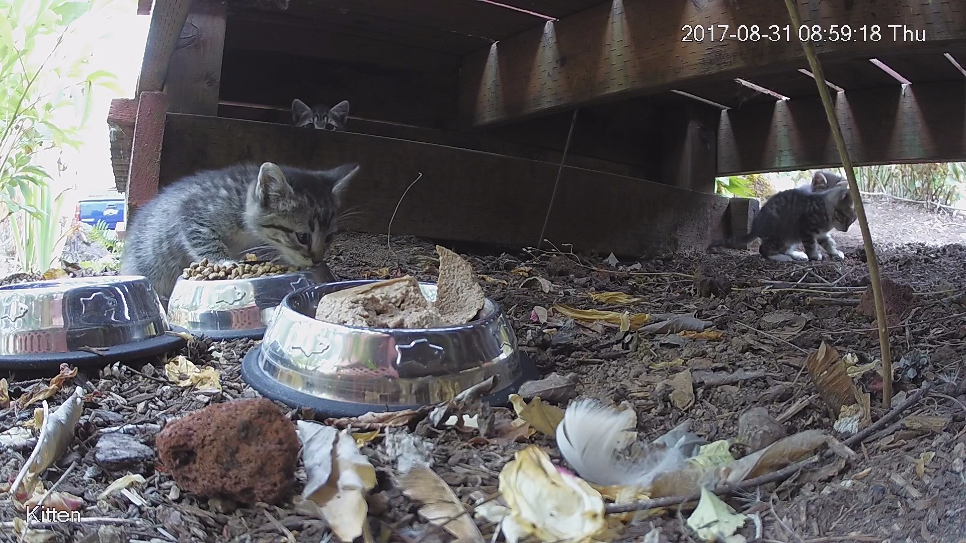 Feral kittens