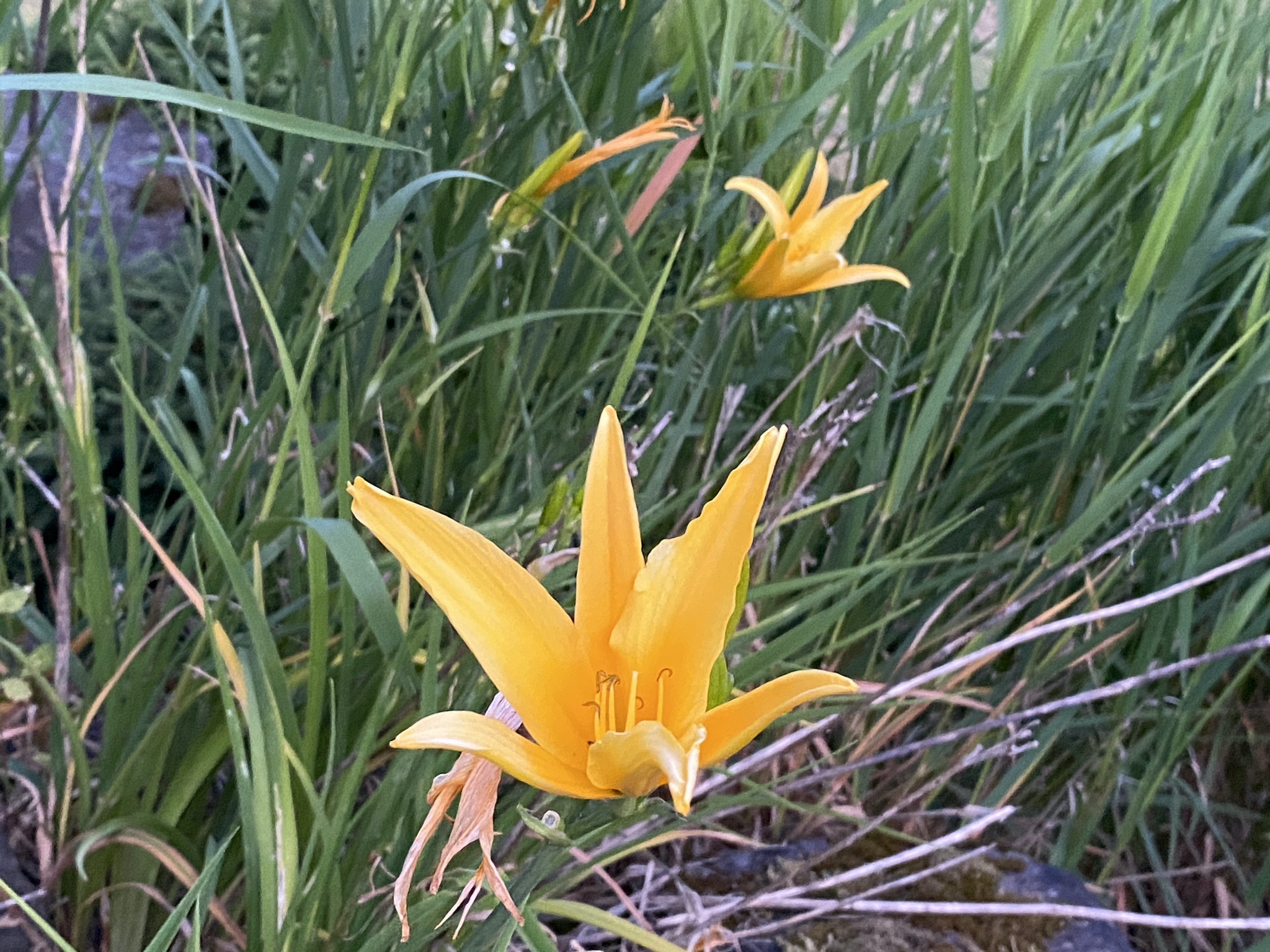 Daylilies