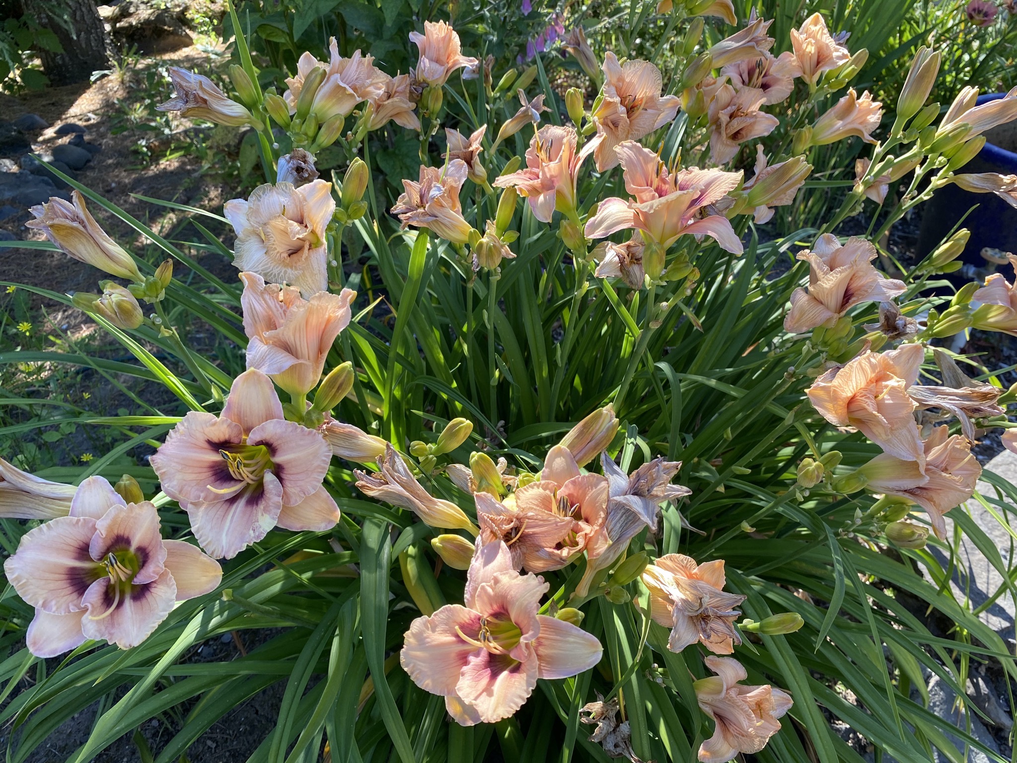 Daylilies