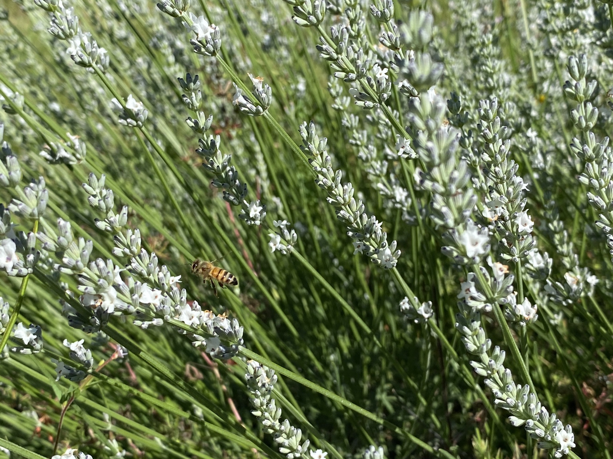 Lavender with bees