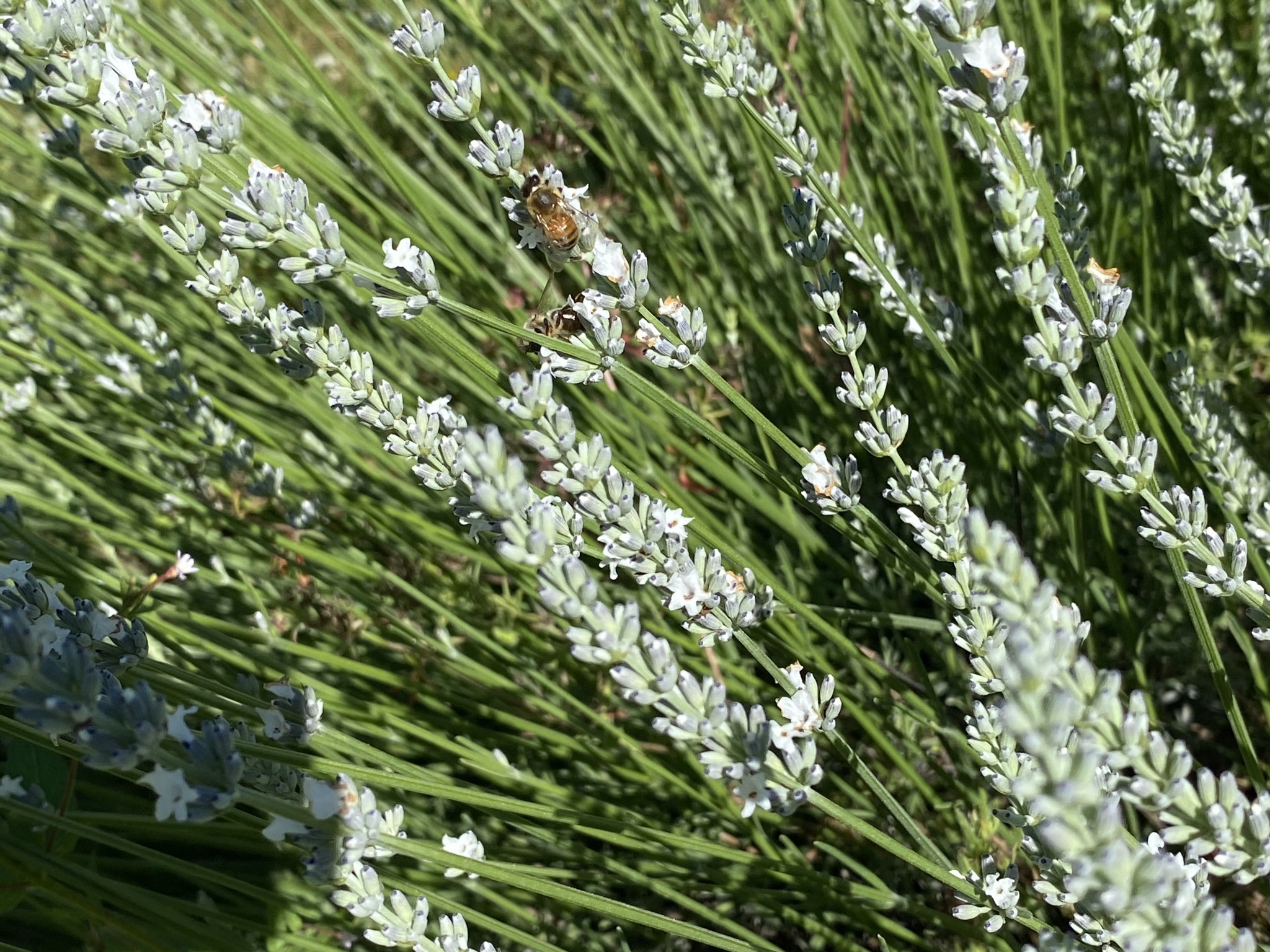 Lavender with bees