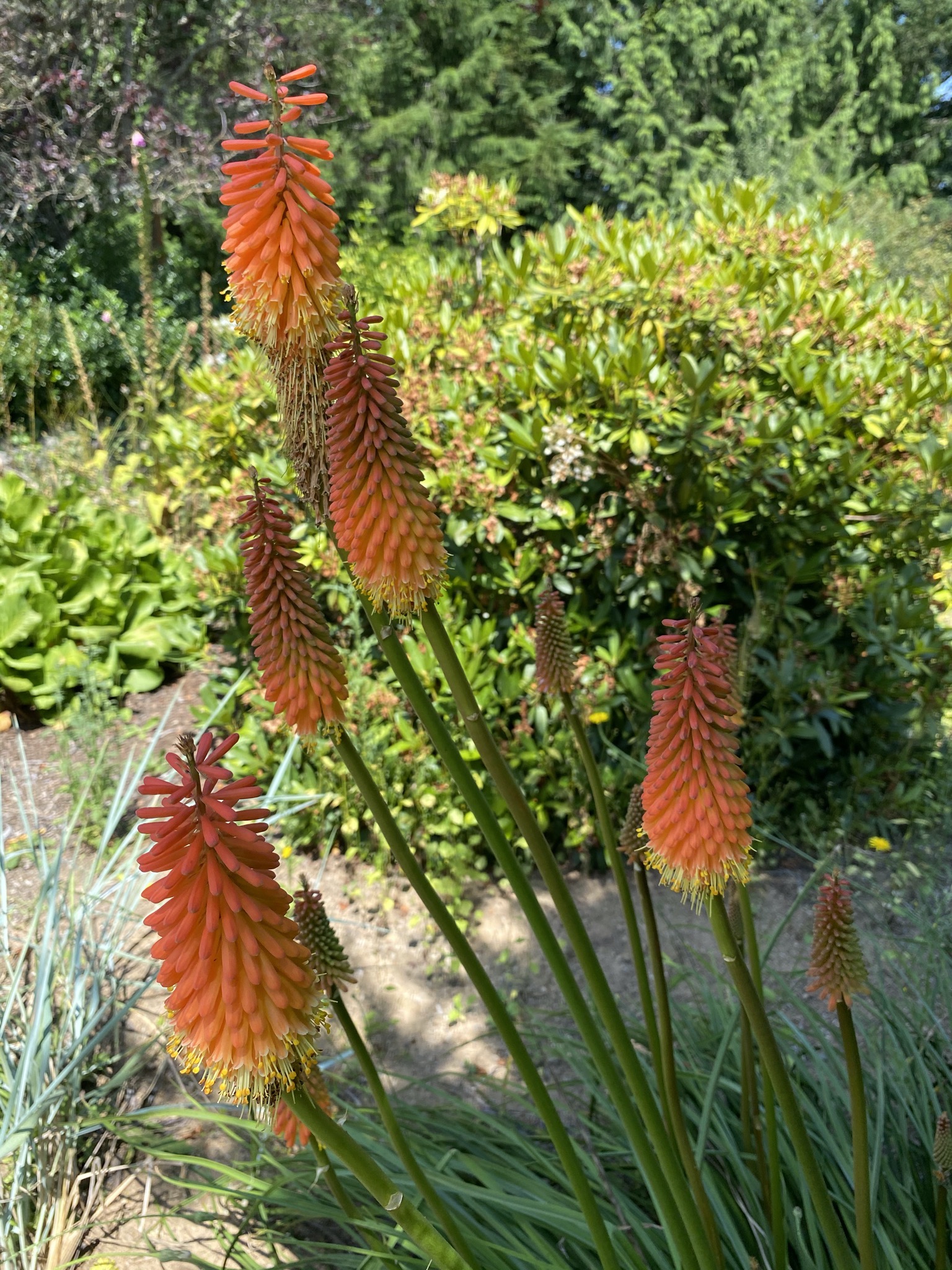 Red hot poker