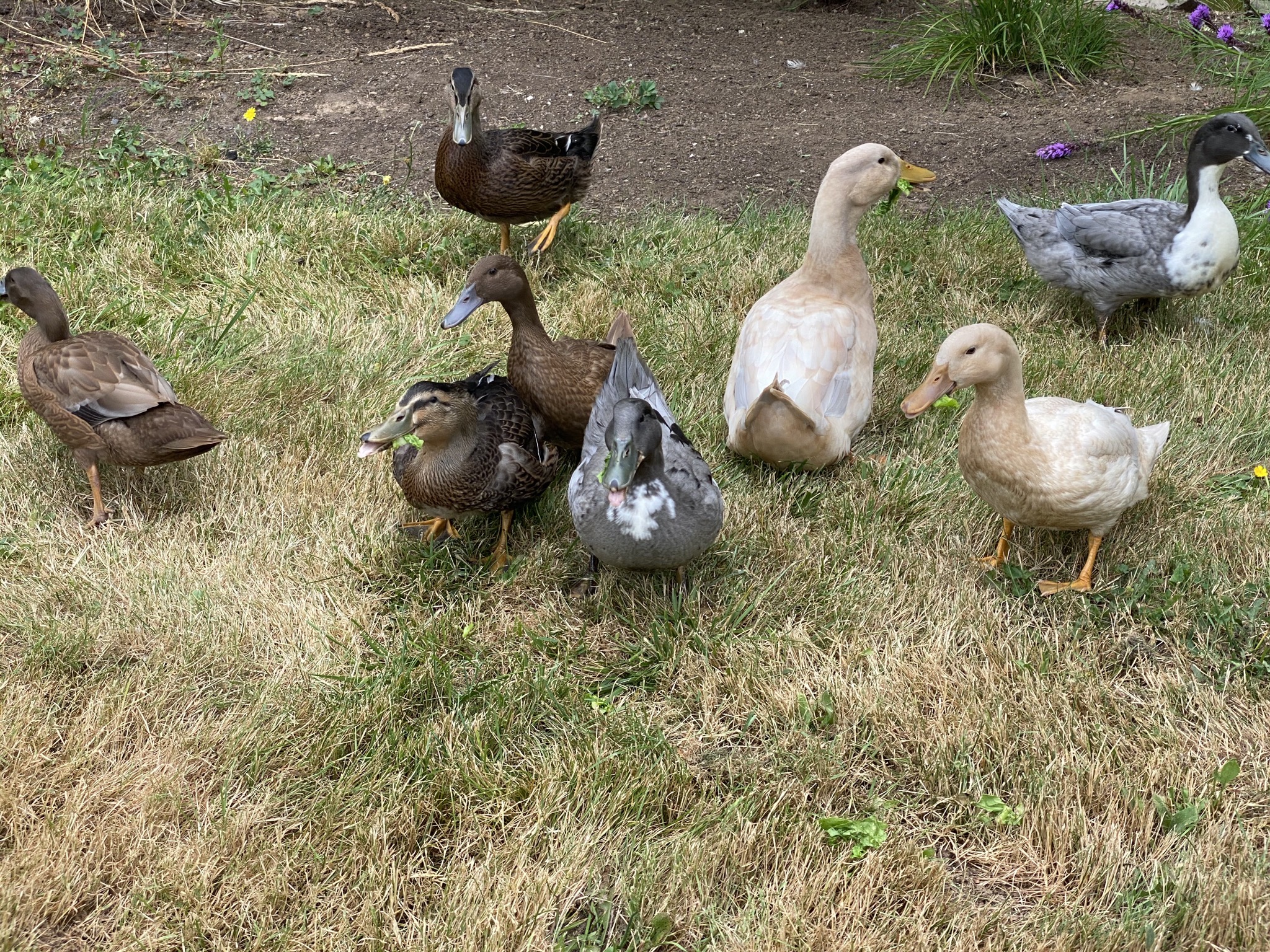 Ducks with treats