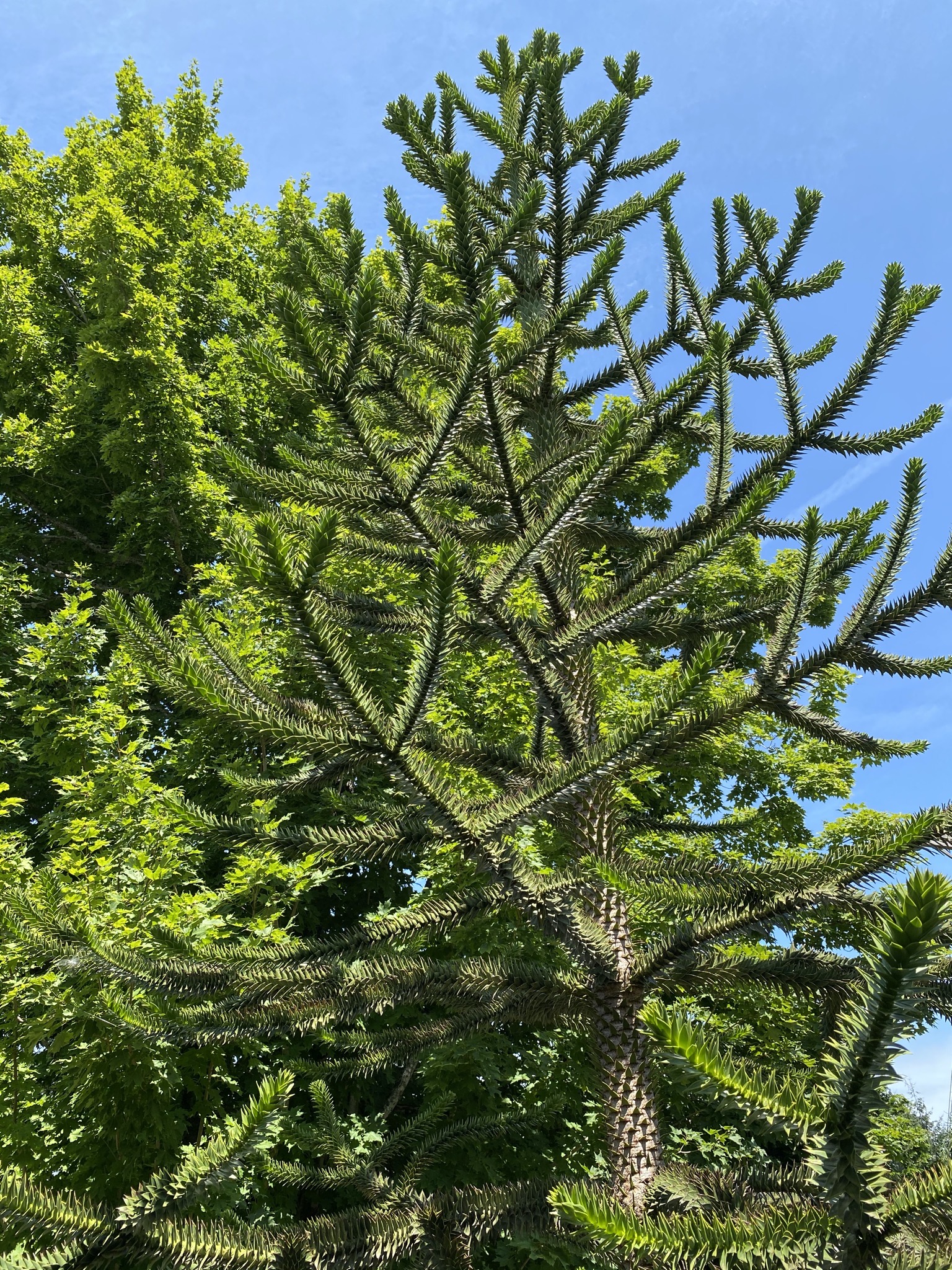 Monkey puzzle tree