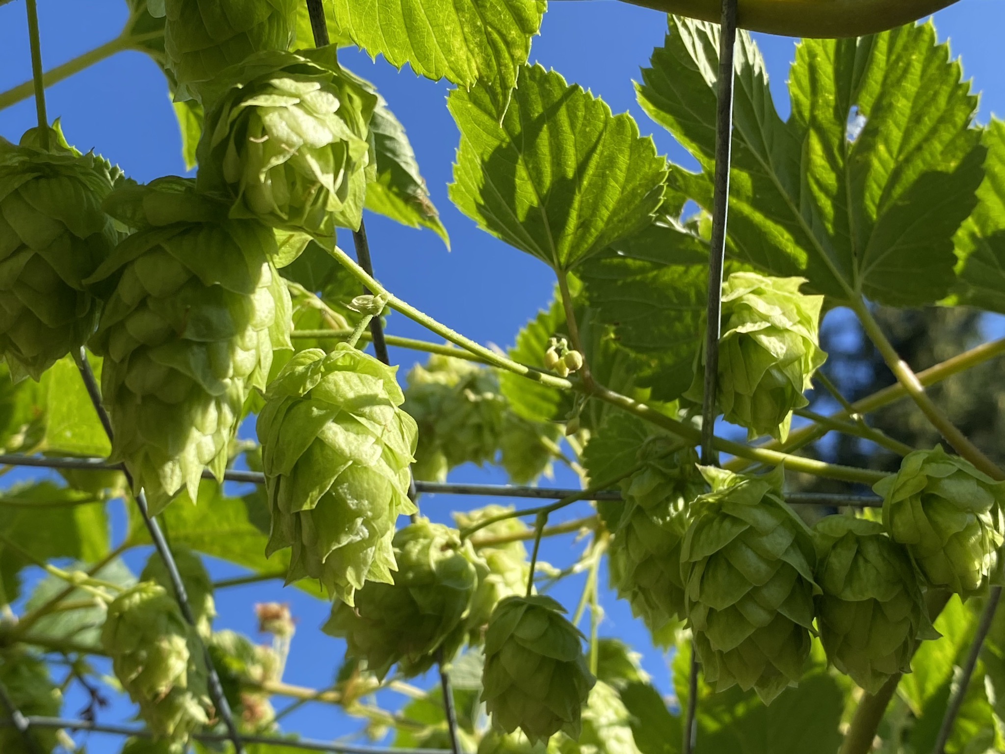 Hops