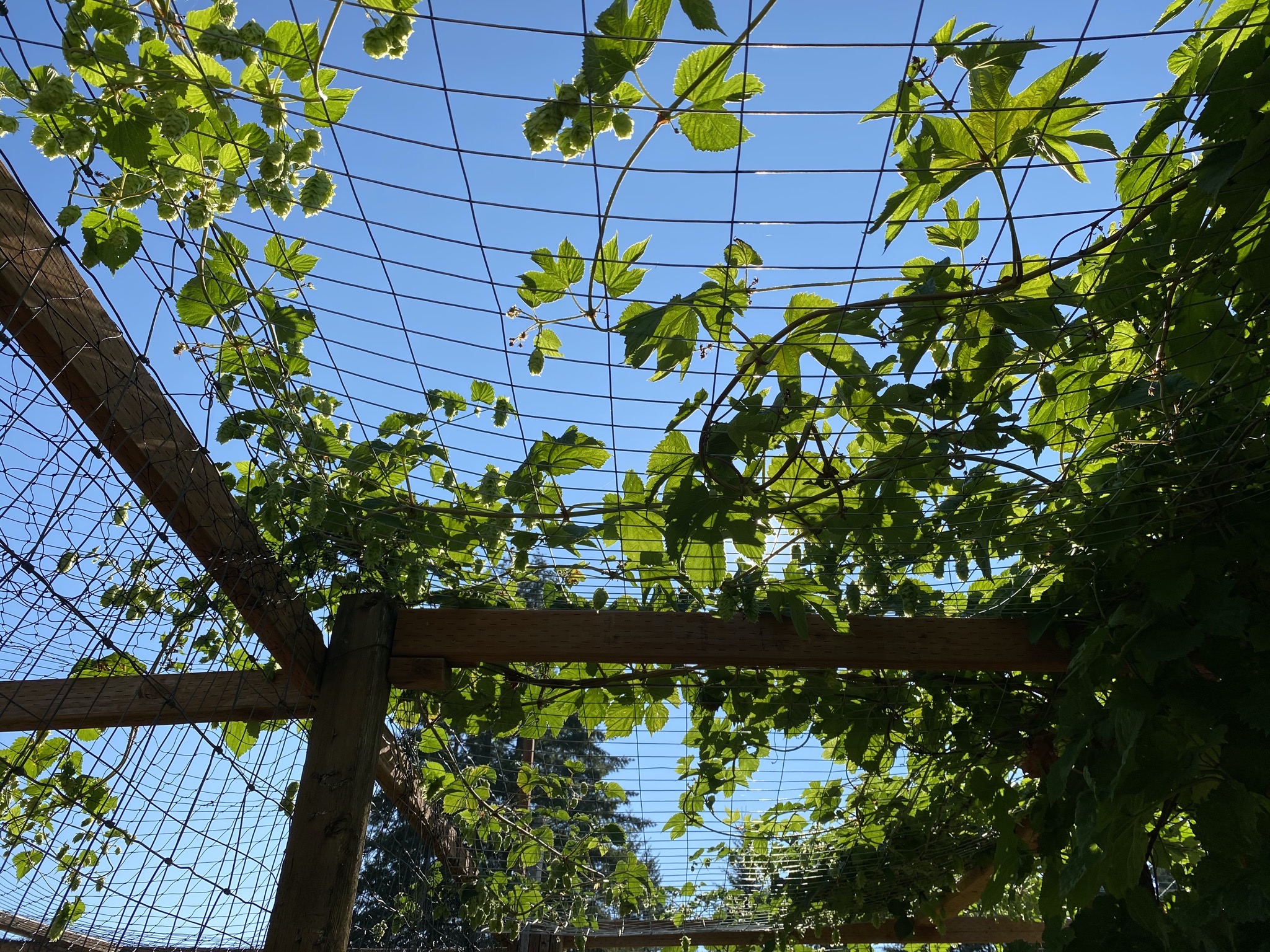 Hops