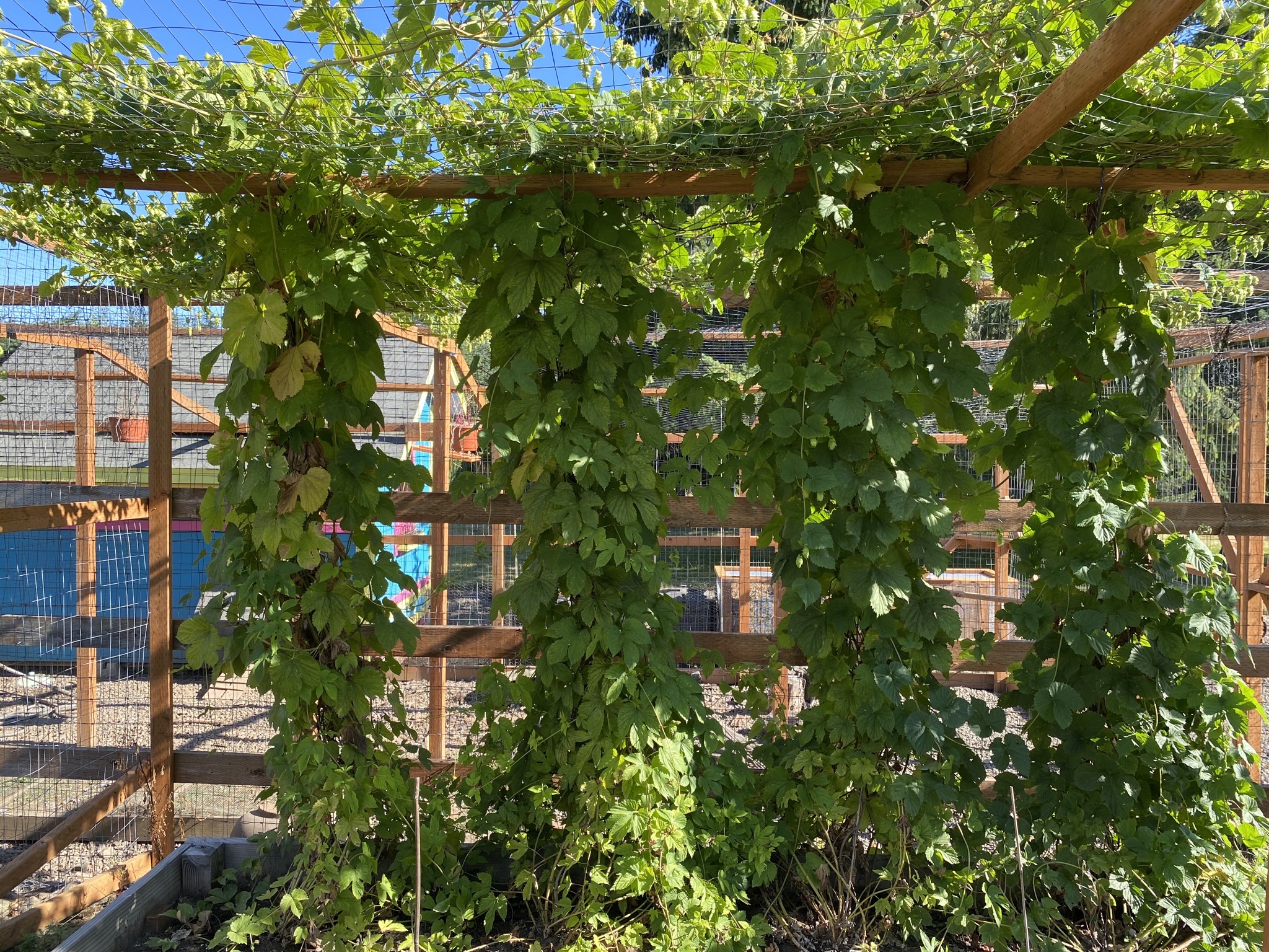 Hops