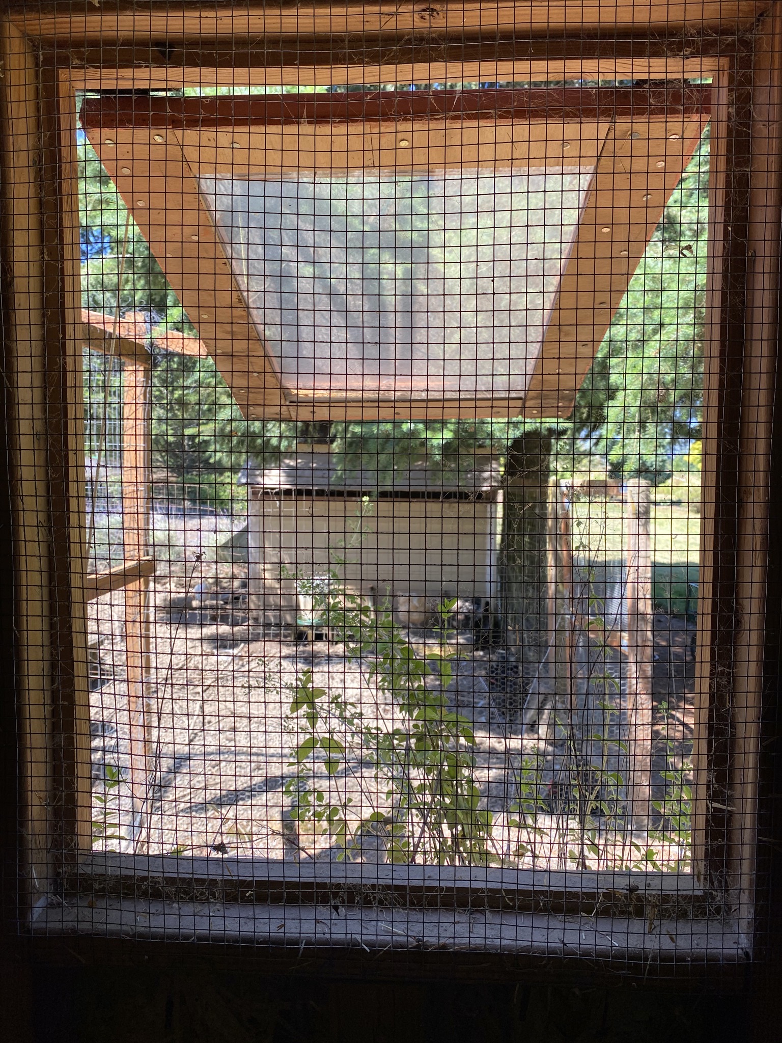 View out chicken coop window