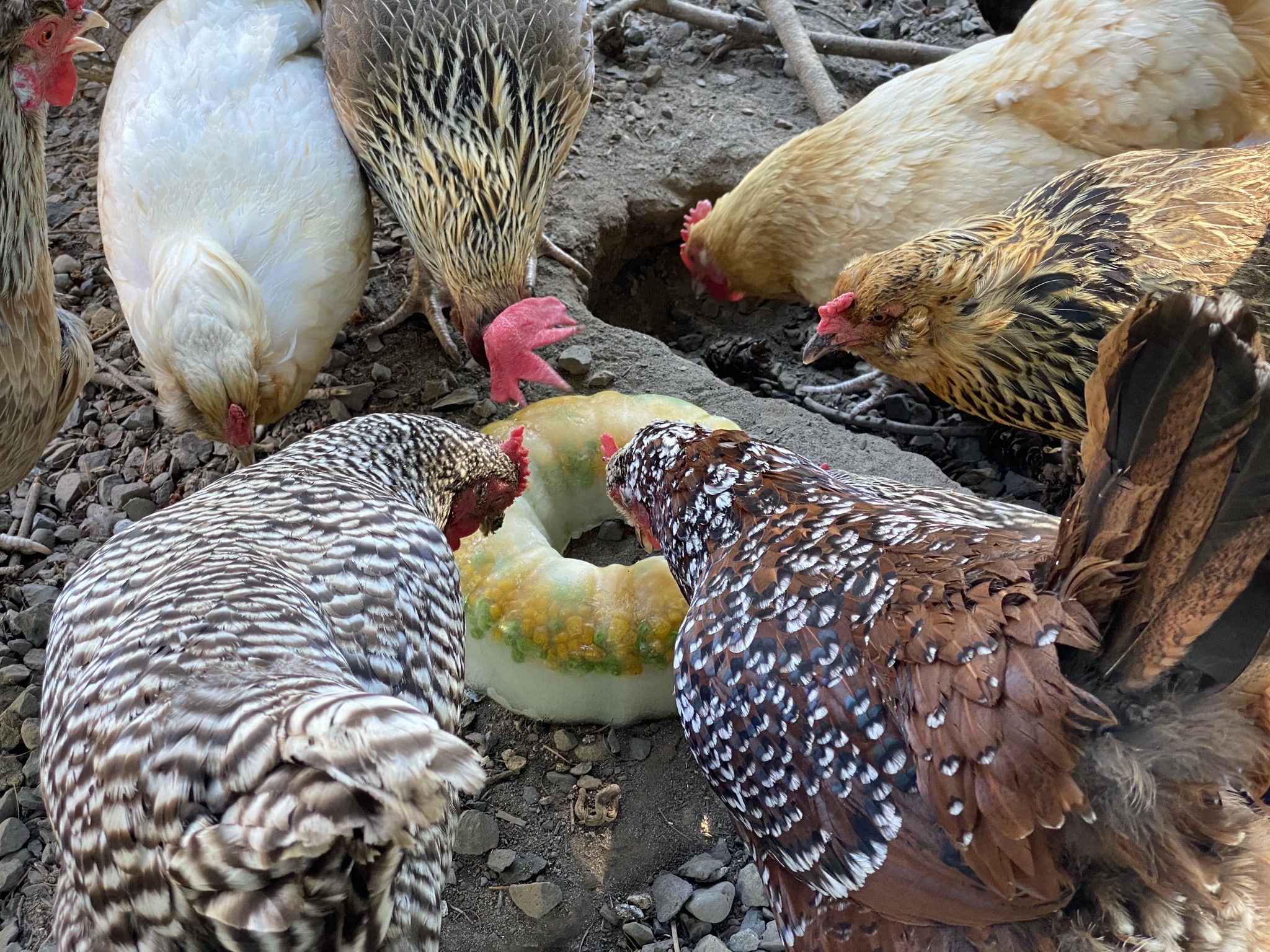 Chickens with frozen treat