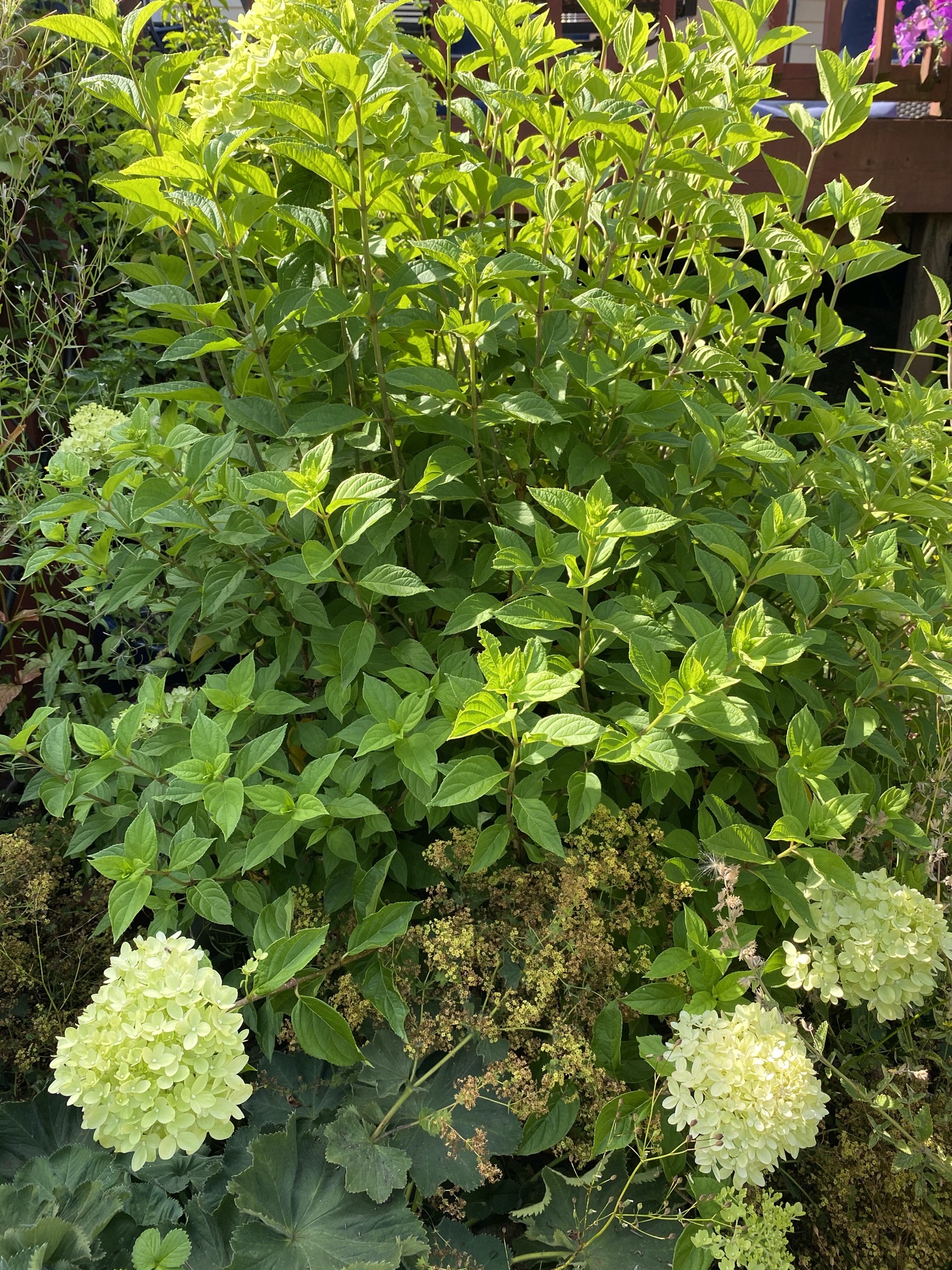 Limelight hydrangea