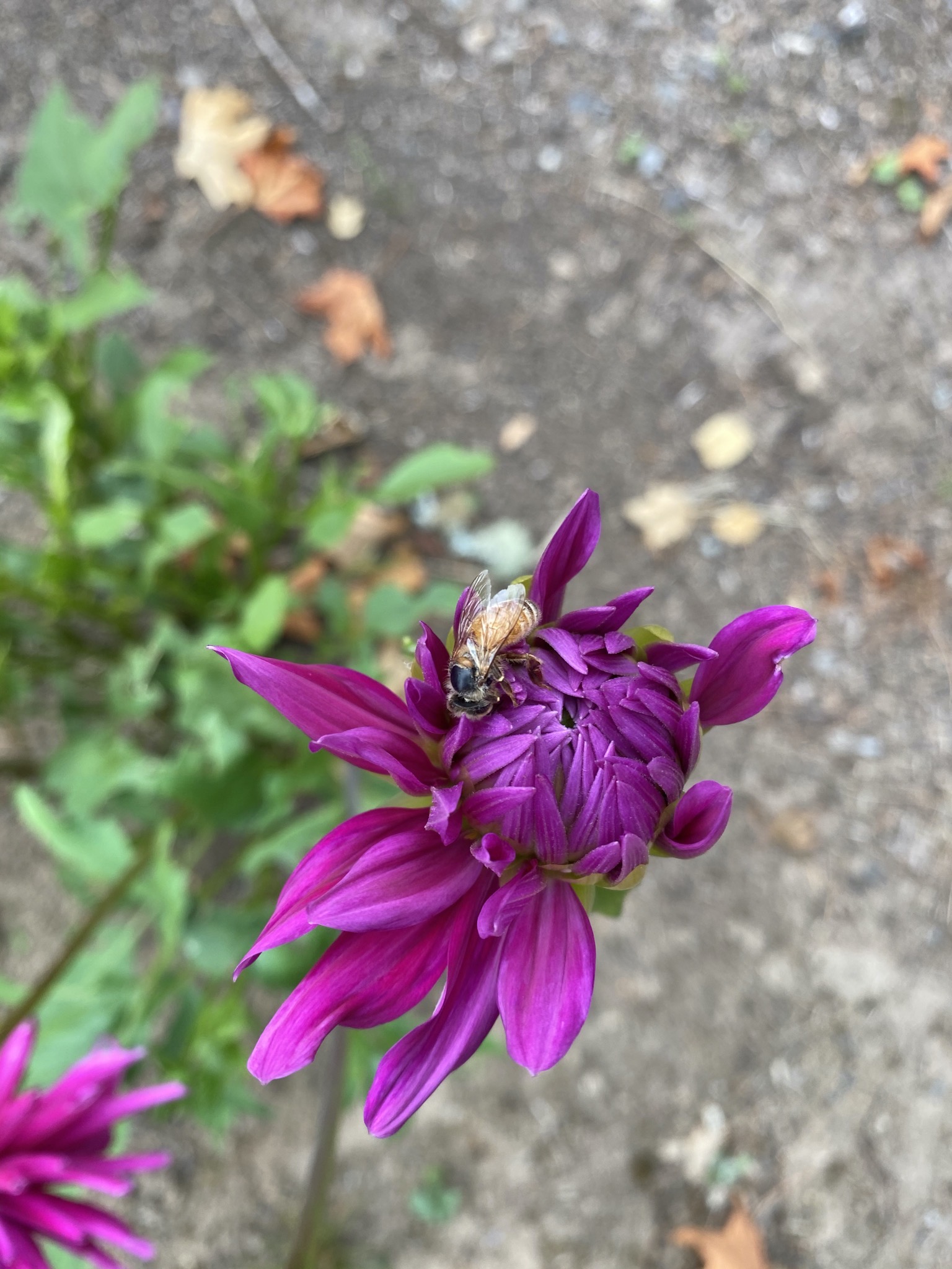 Dahlia with bee