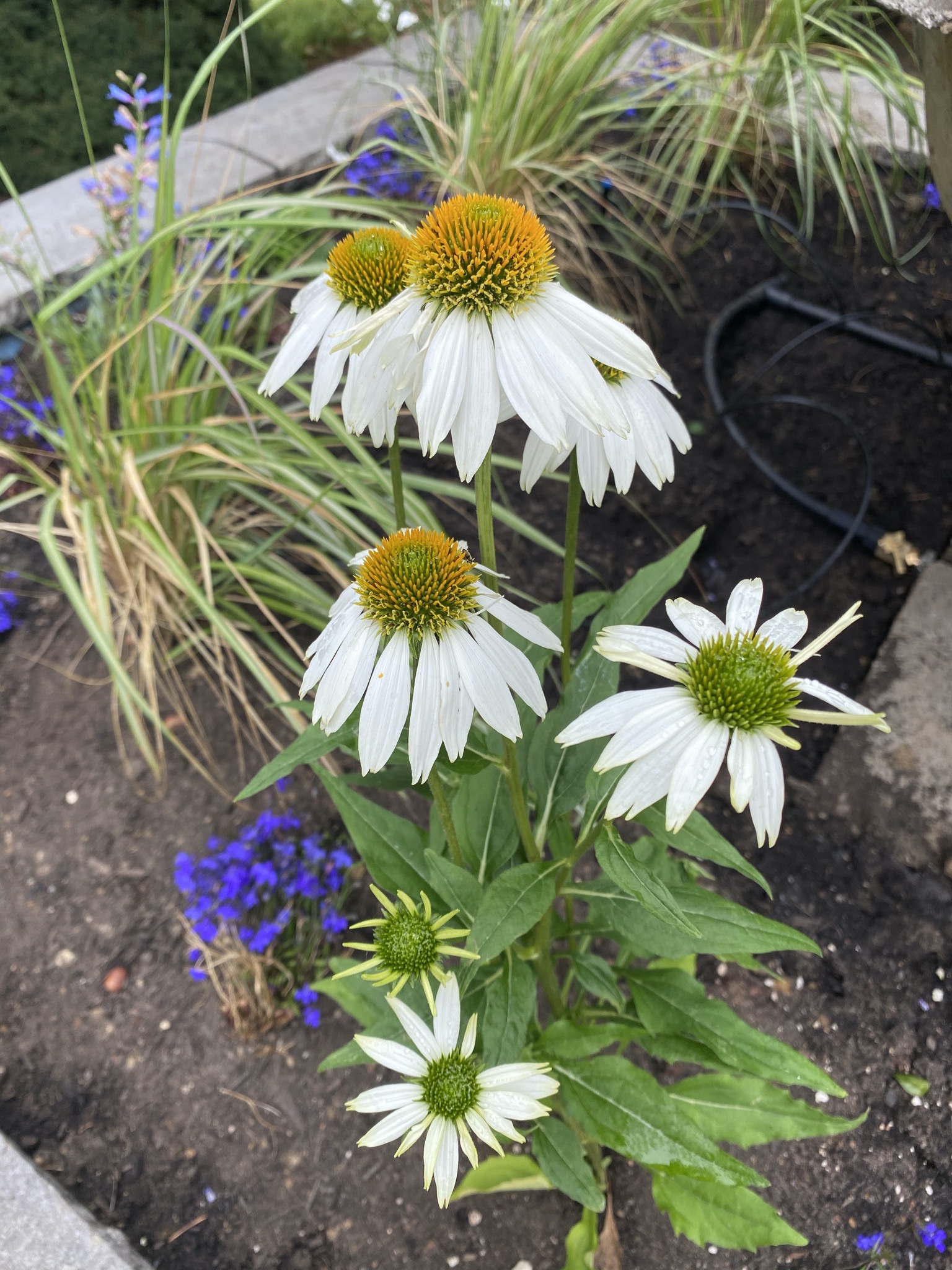Echinacea