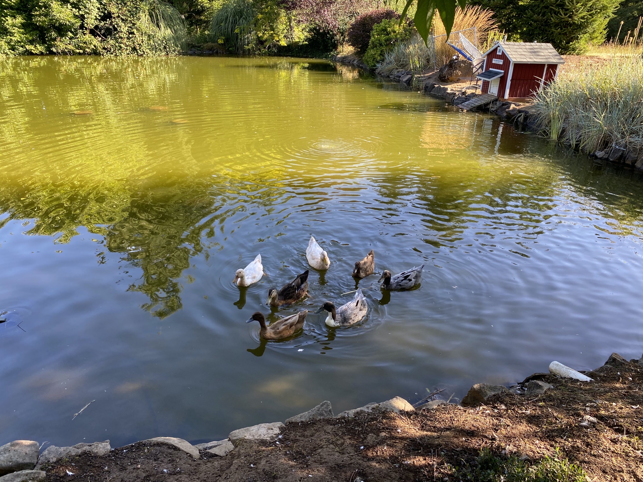 Ducks
