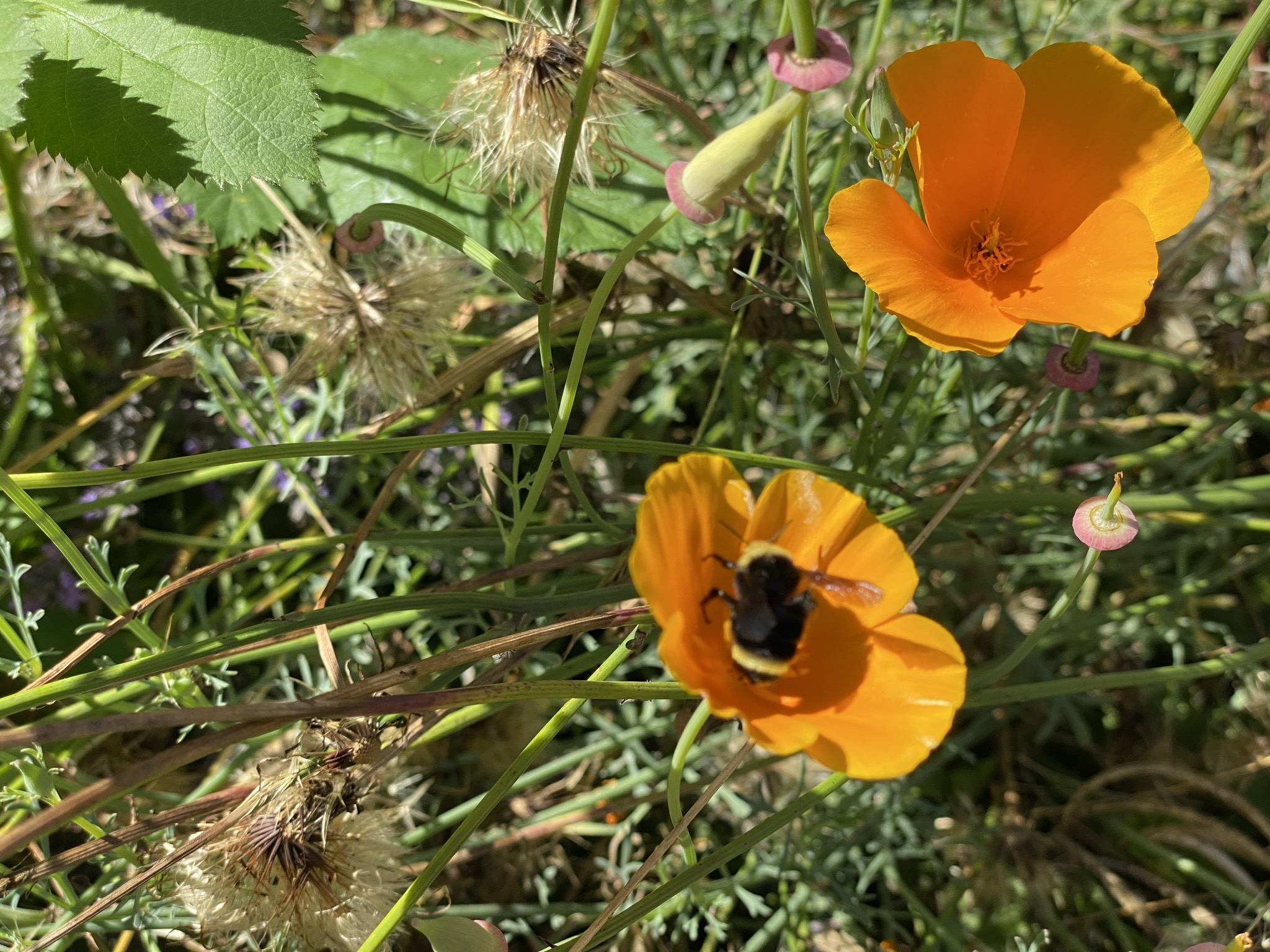 California poppies