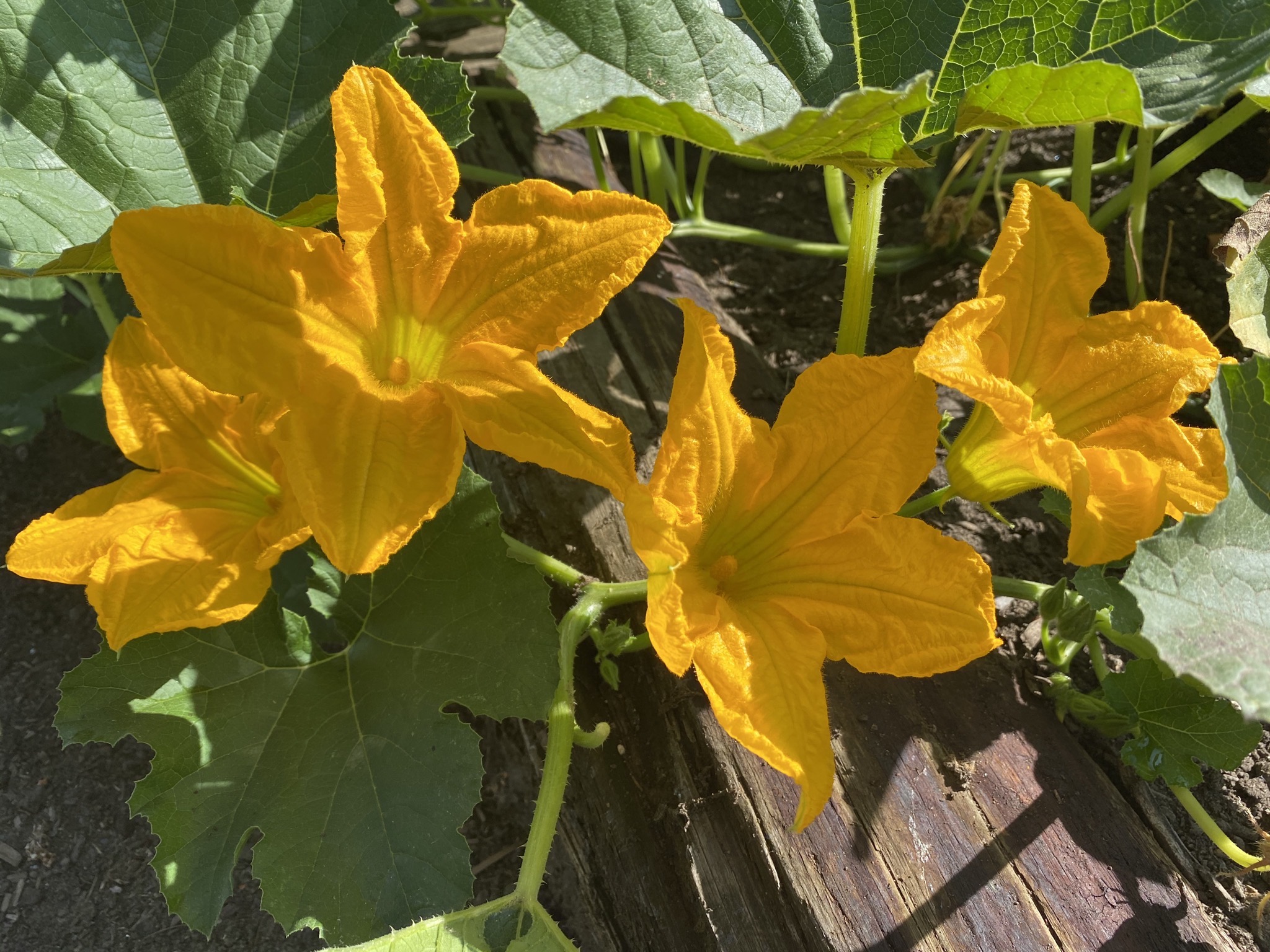 Pumpkin flowers