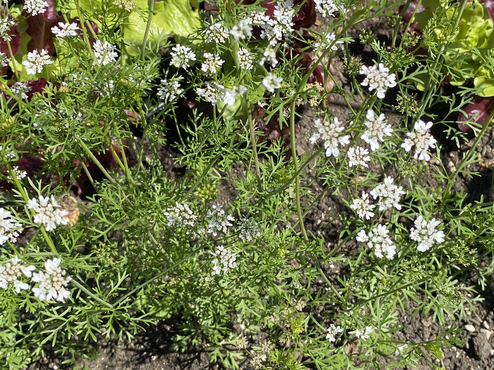 Cilantro