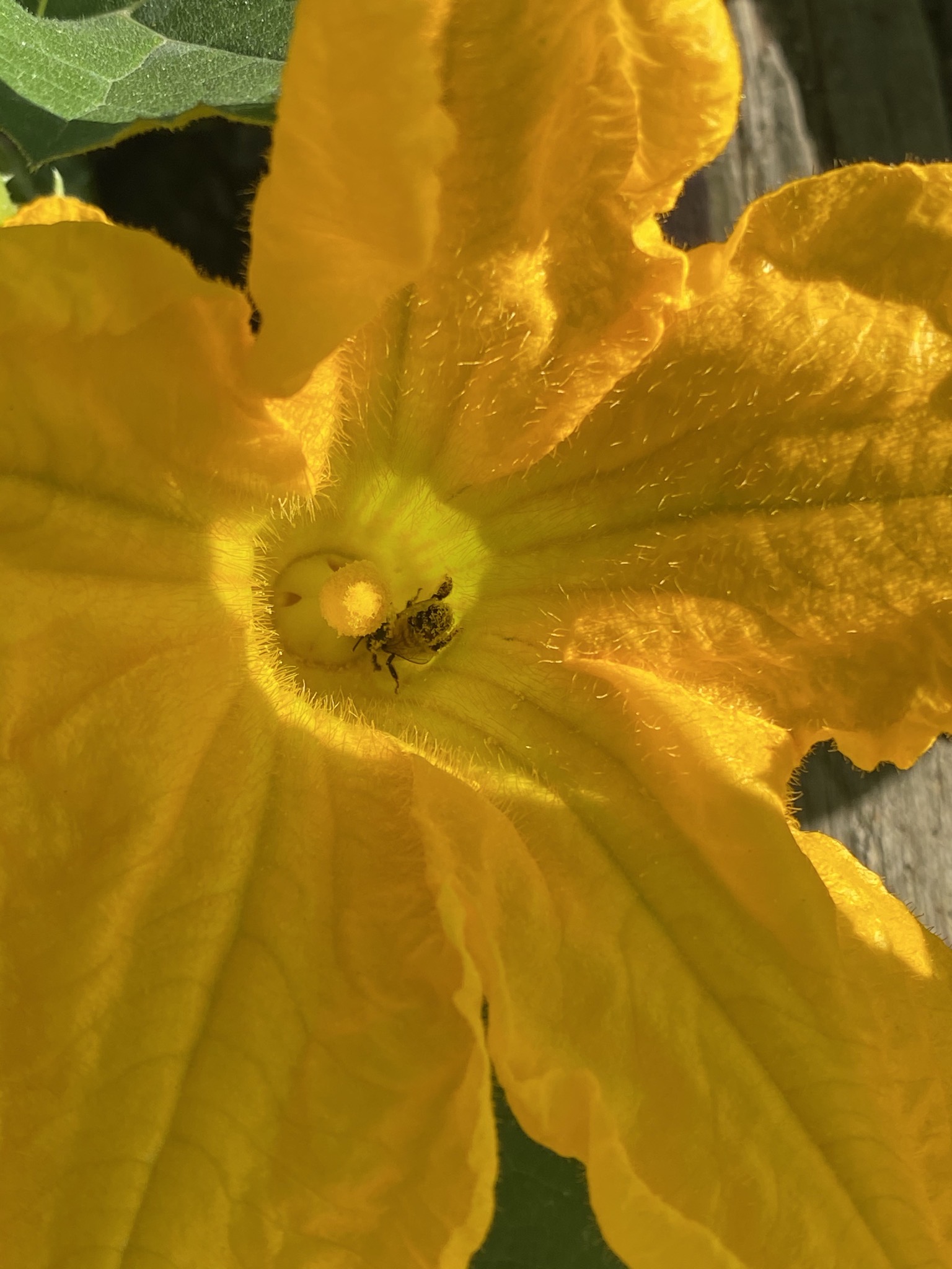 Pumpkin flower with bee