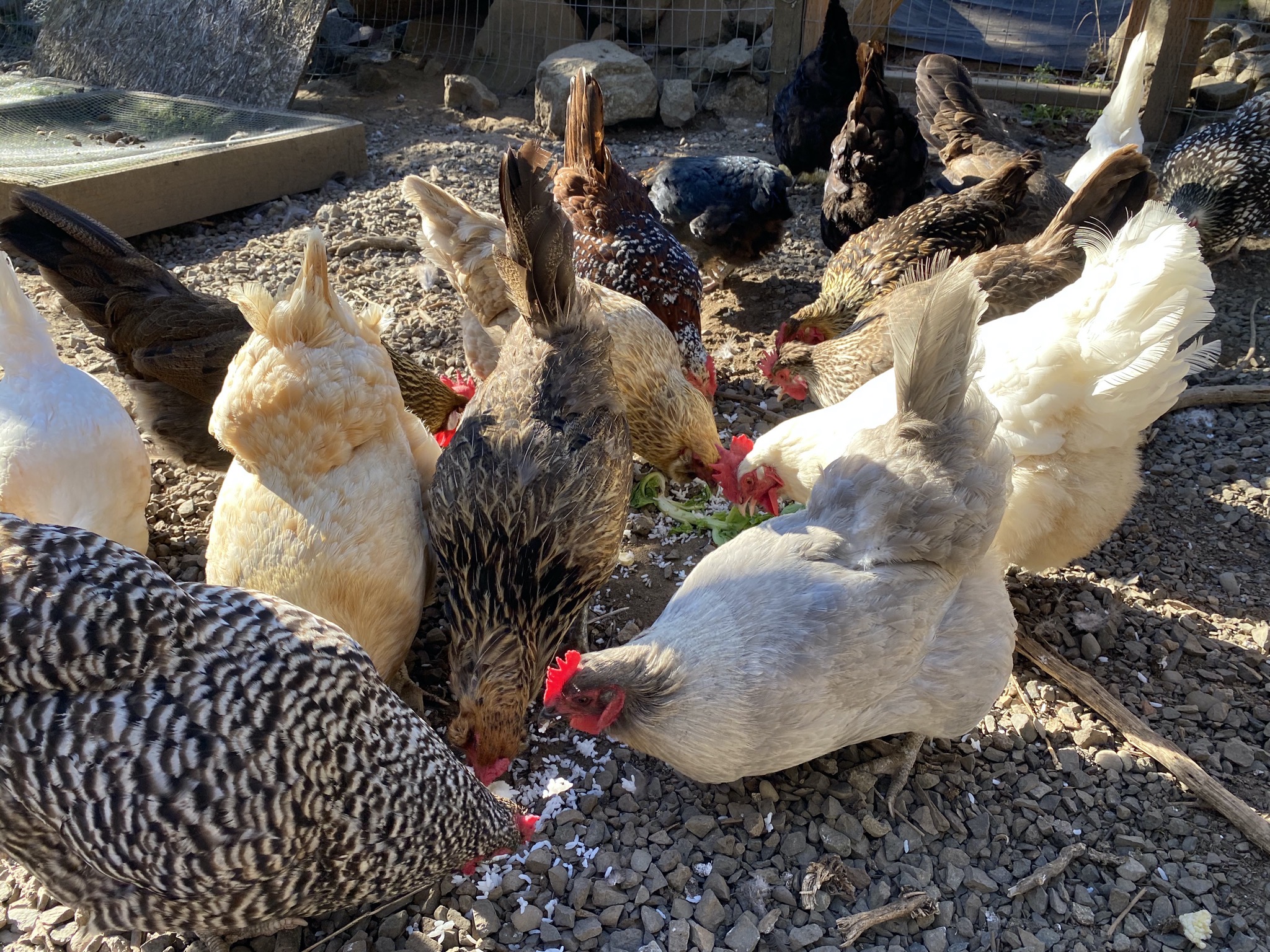 Chickens