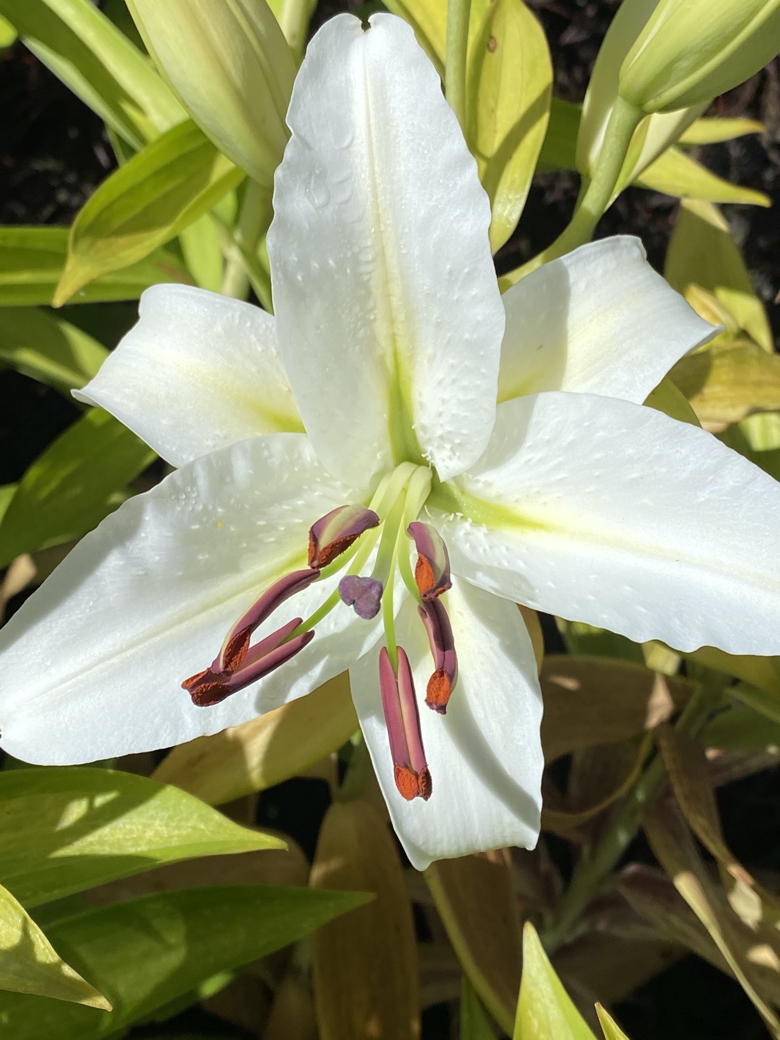 Casablanca lily