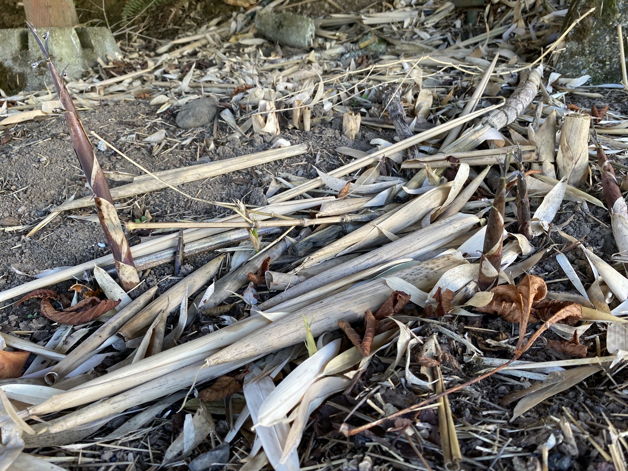 Bamboo sprouts