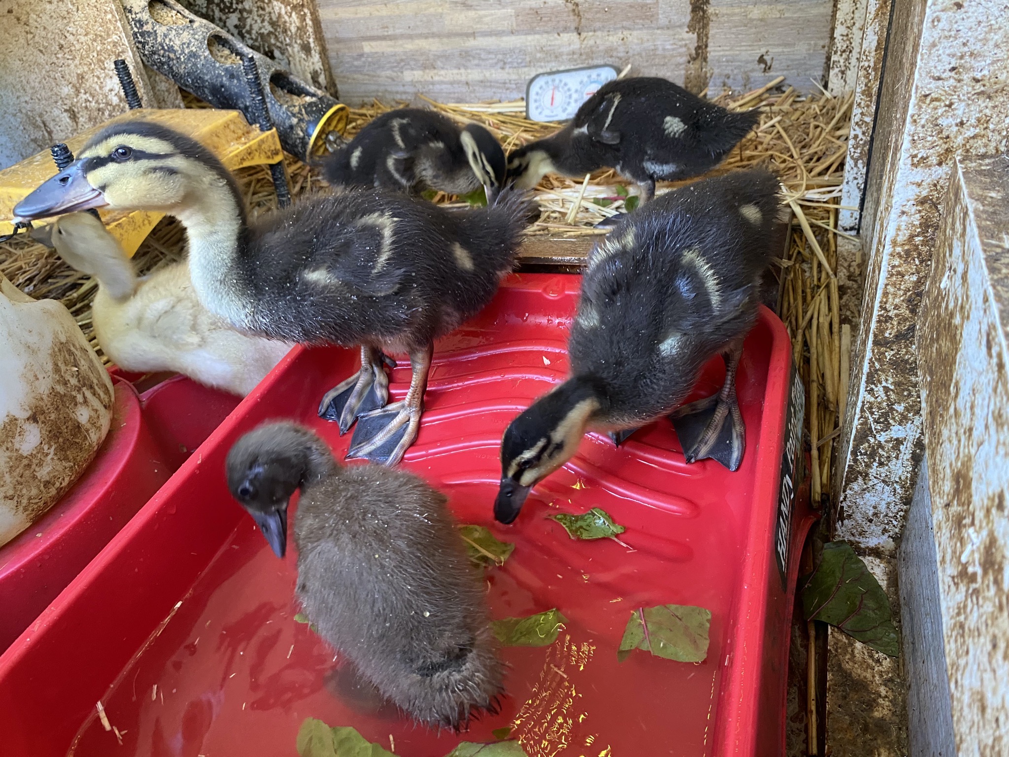 Ducklings