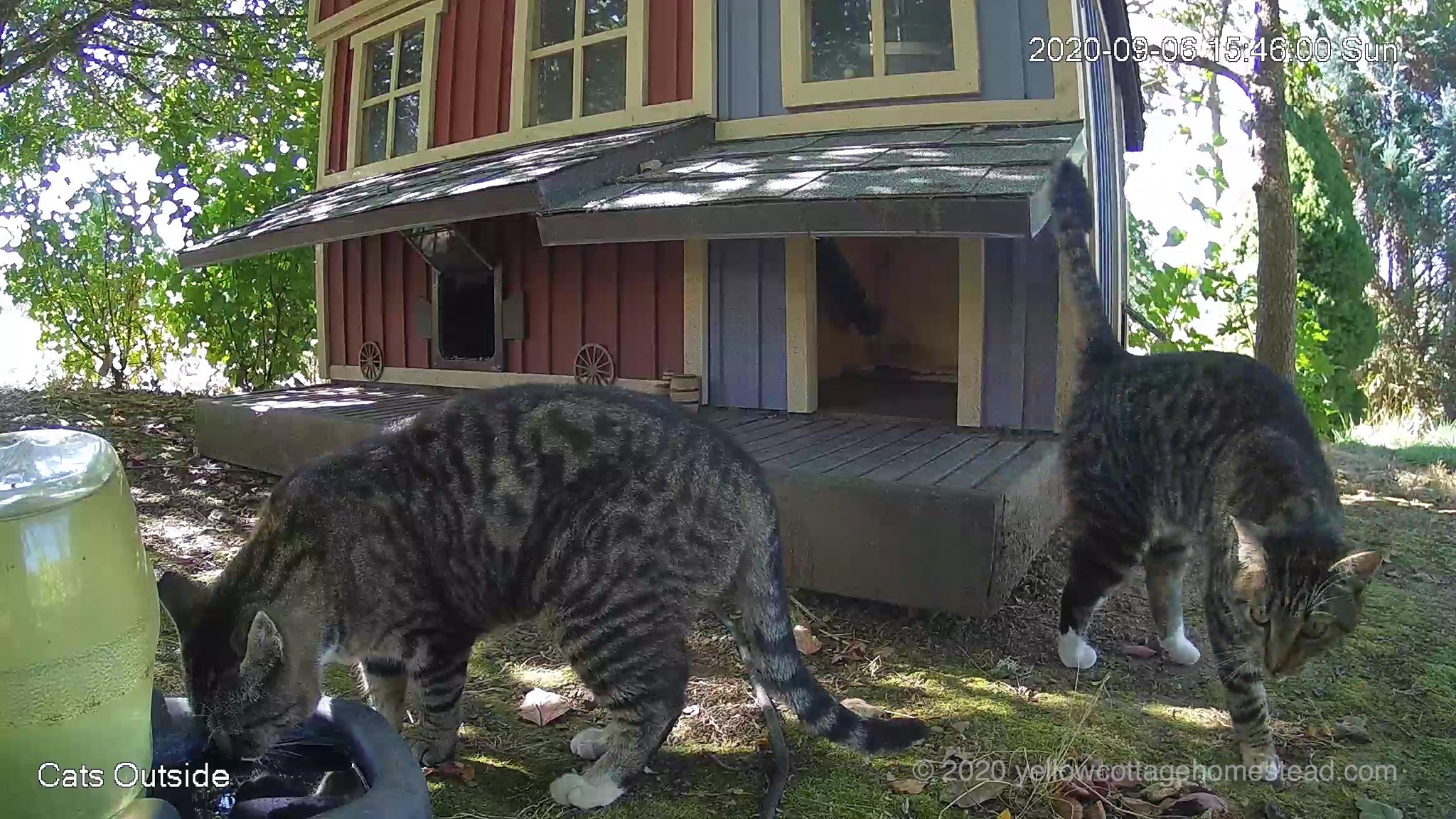 Cats