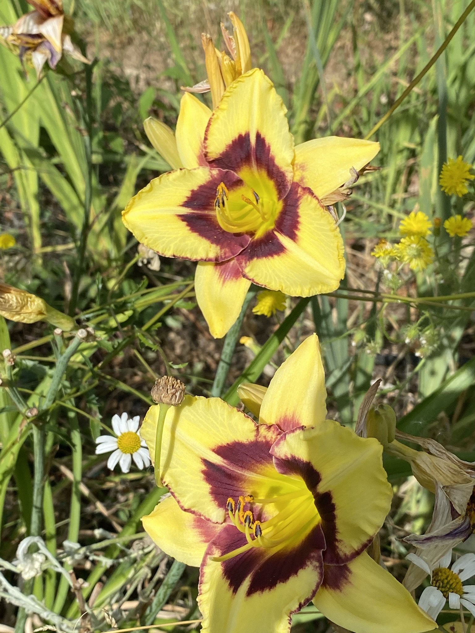 Daylilies