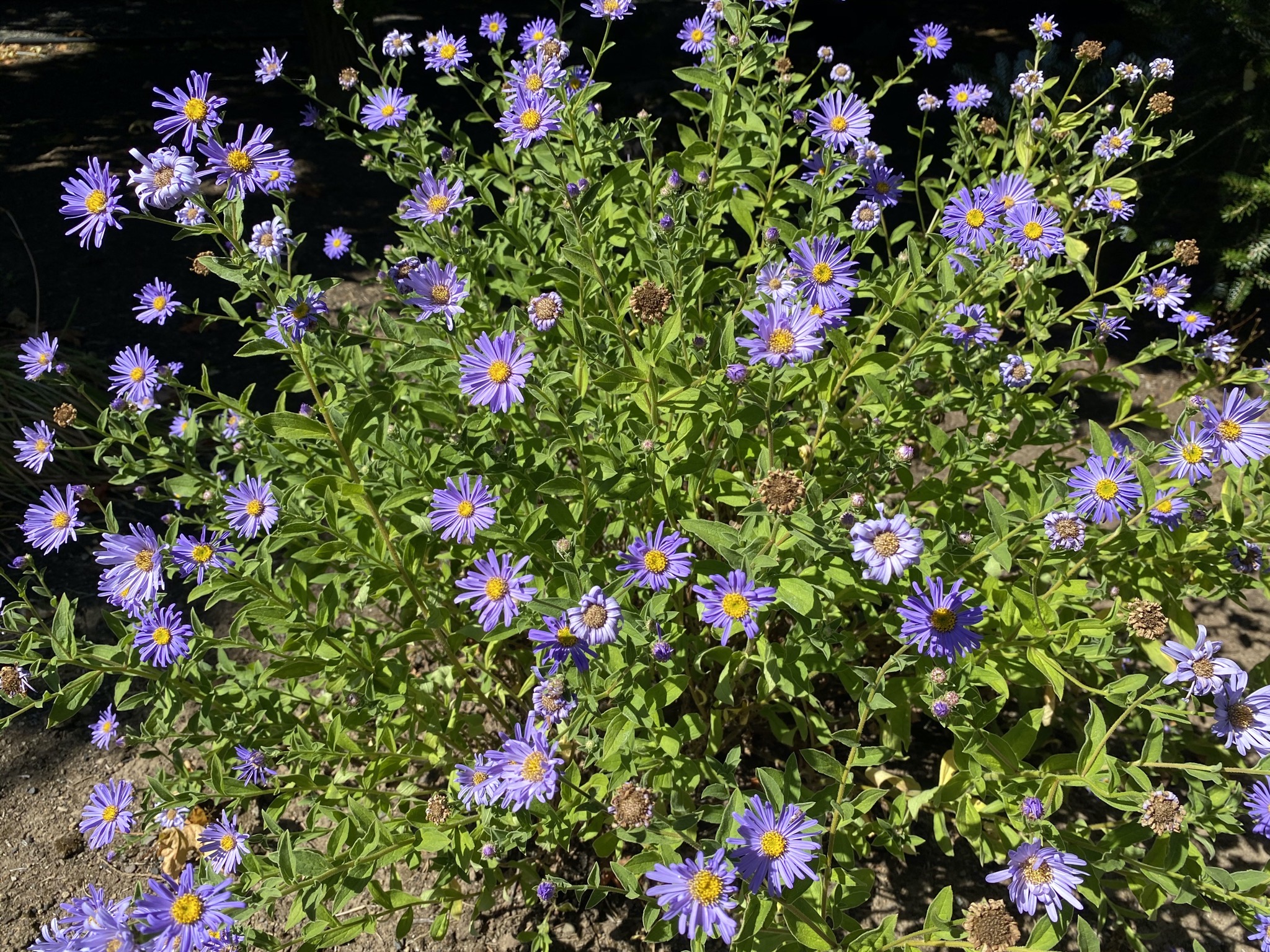 Aster