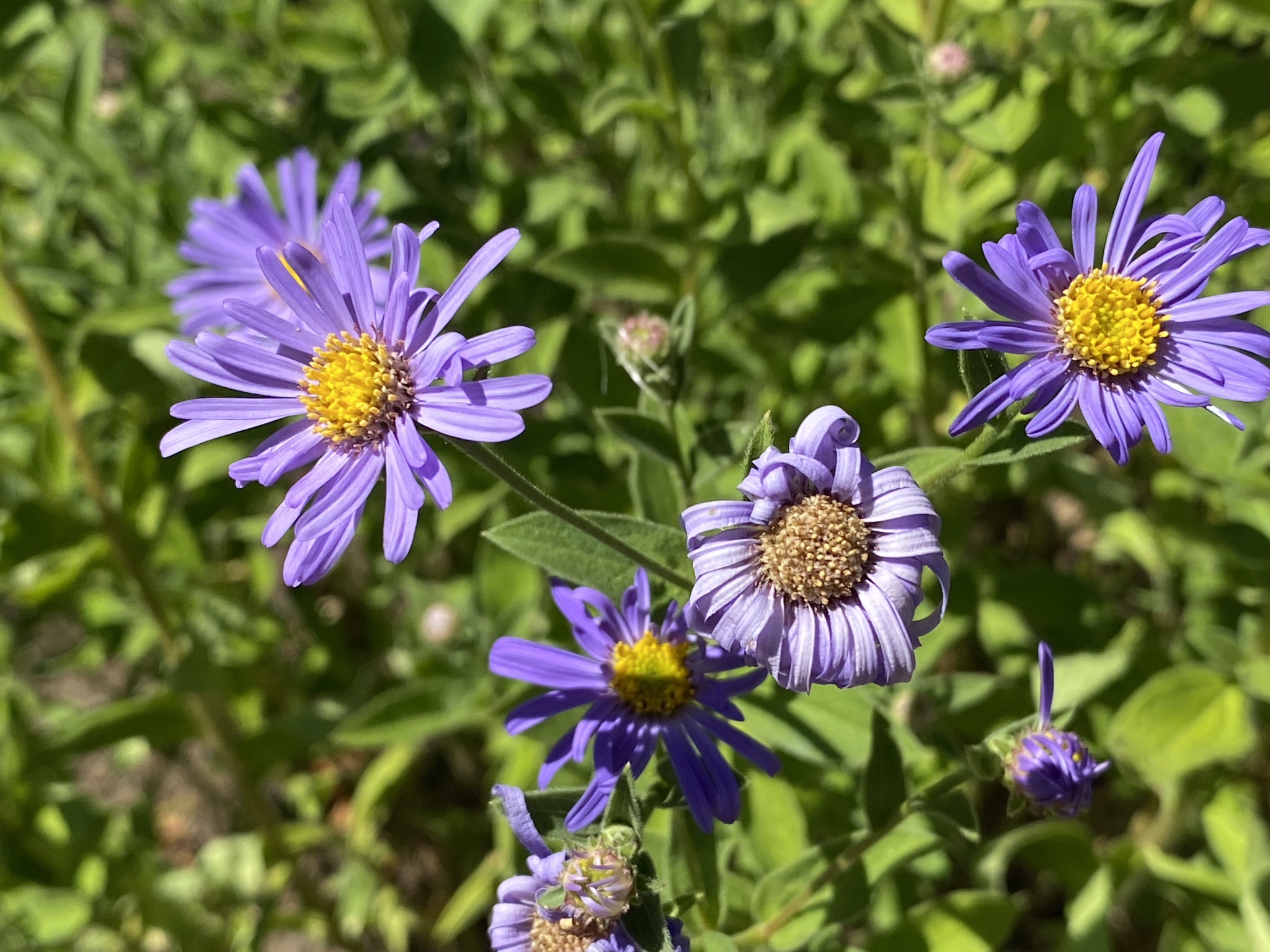 Aster