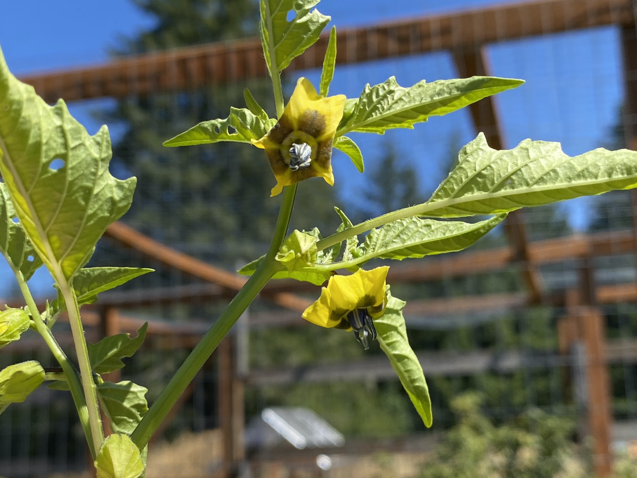 Tomatillo