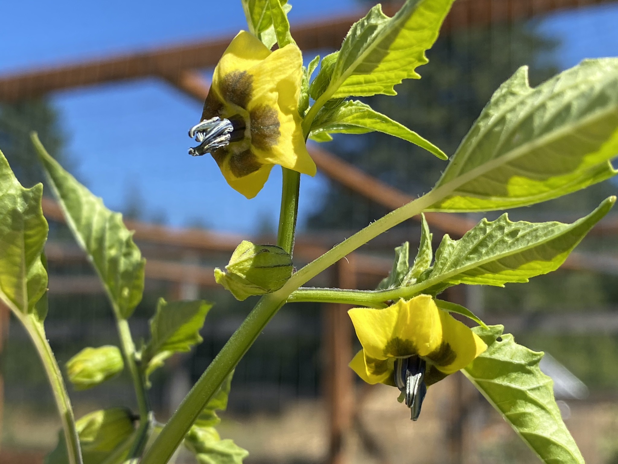 Tomatillo