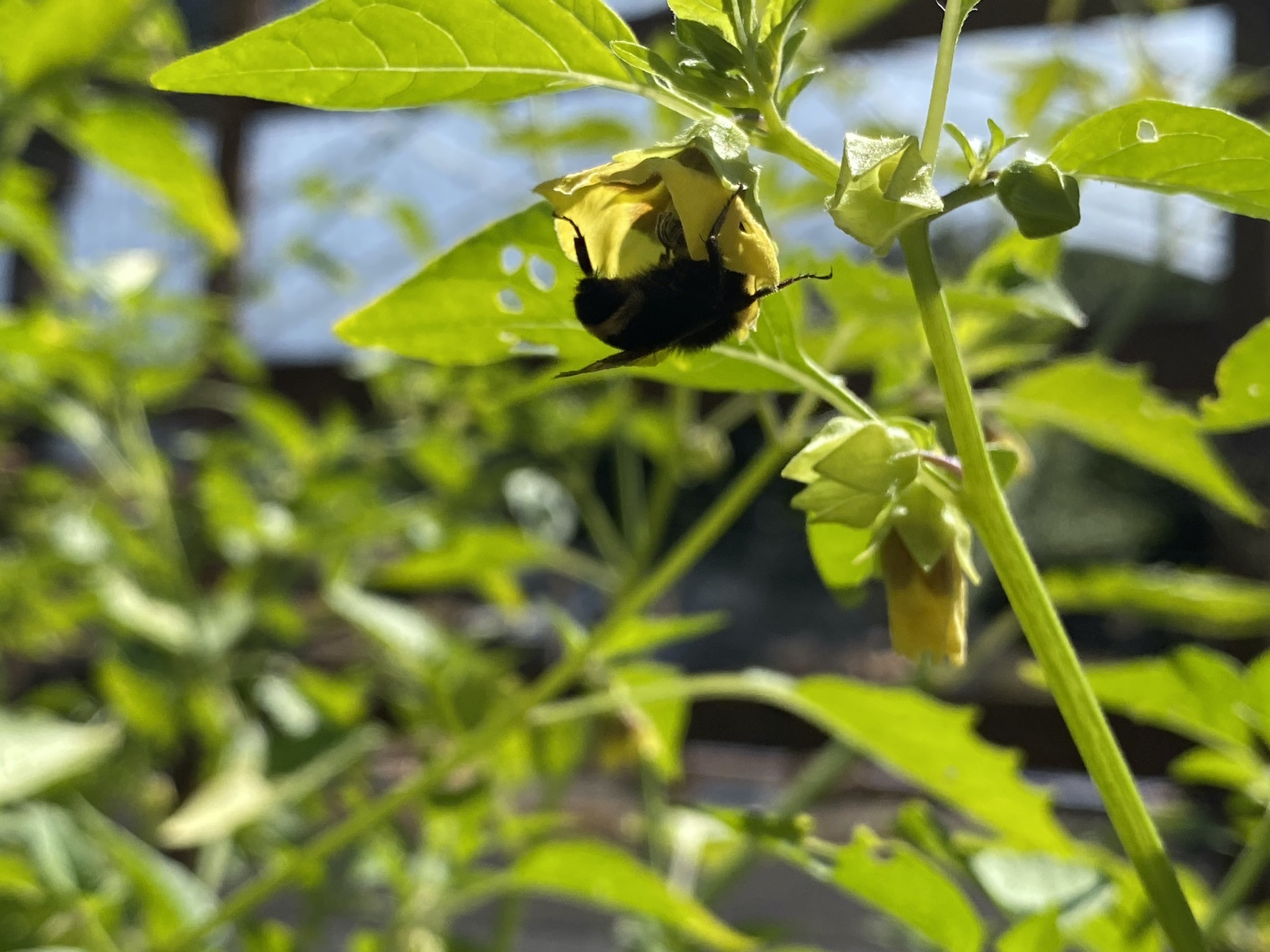 Tomatillo with bumble bee