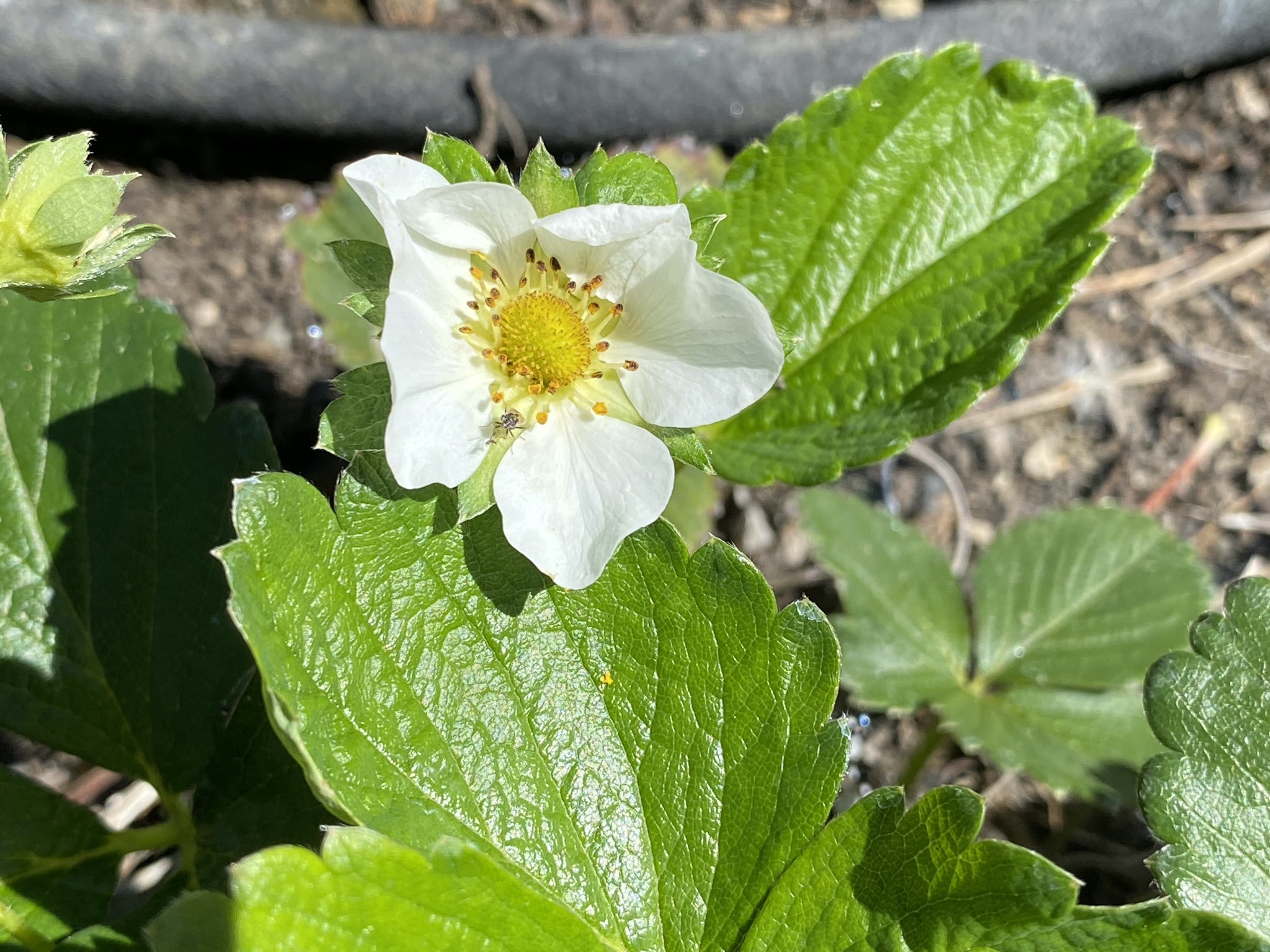 Strawberry