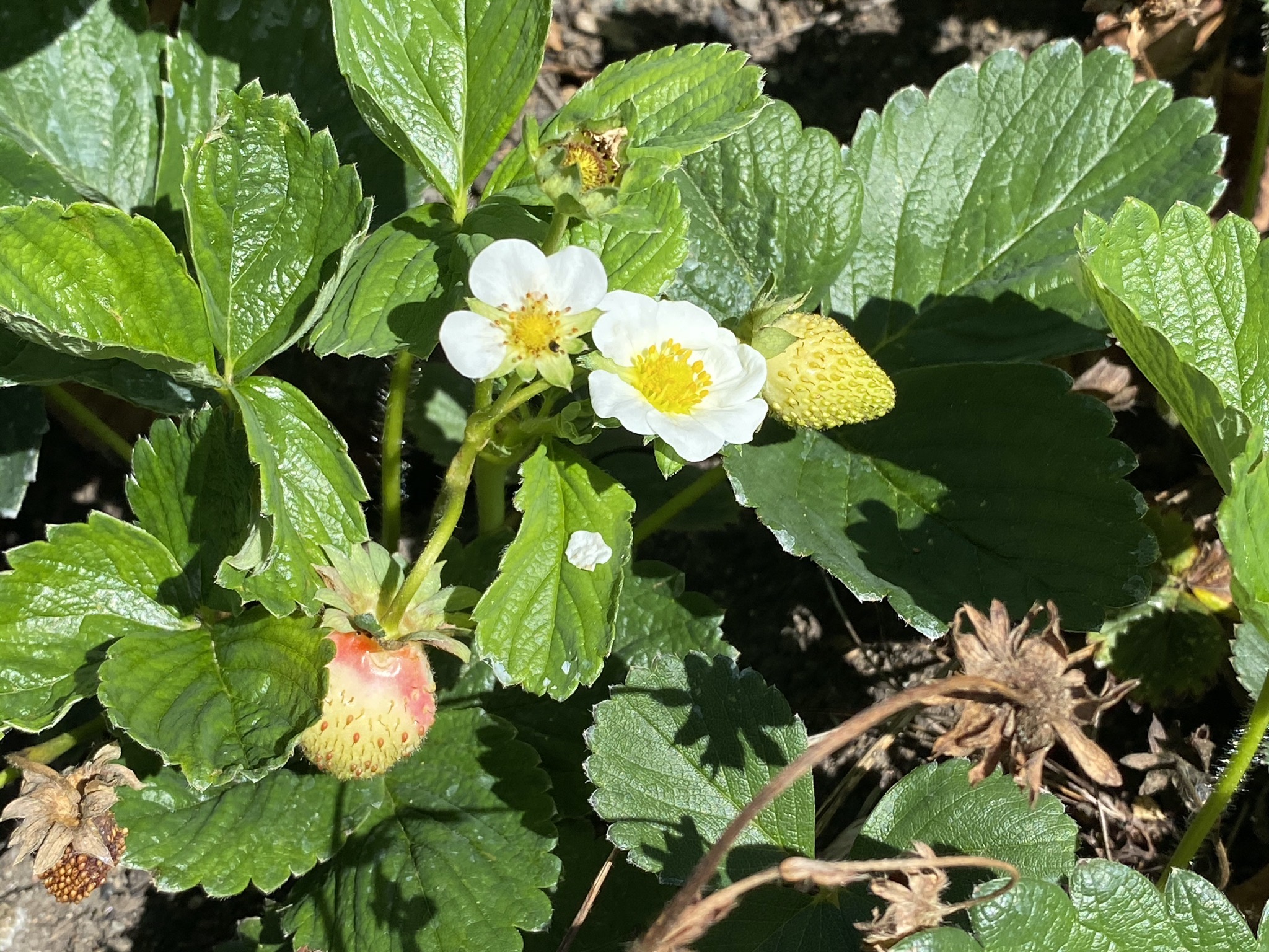 Strawberry