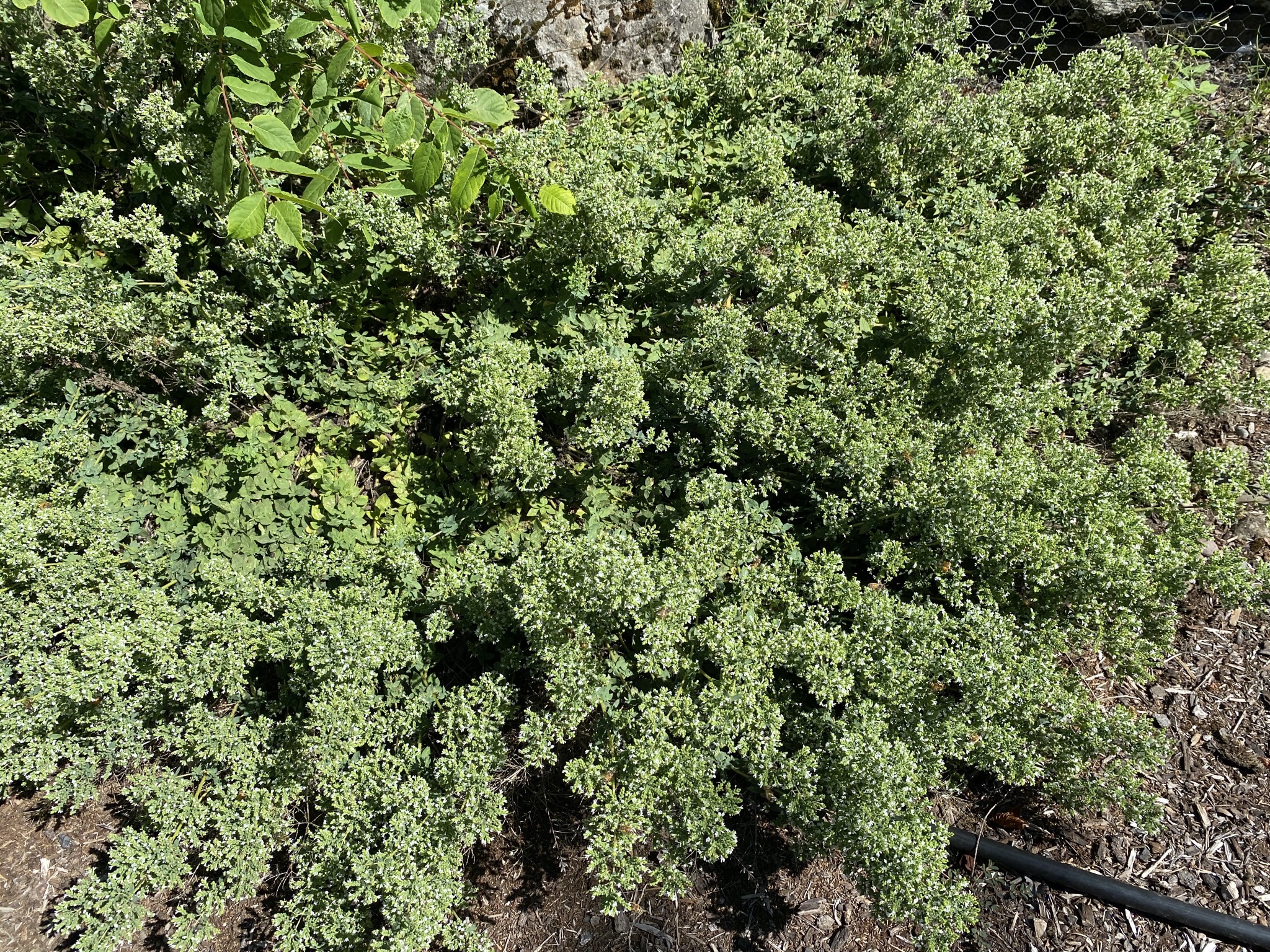 Greek oregano