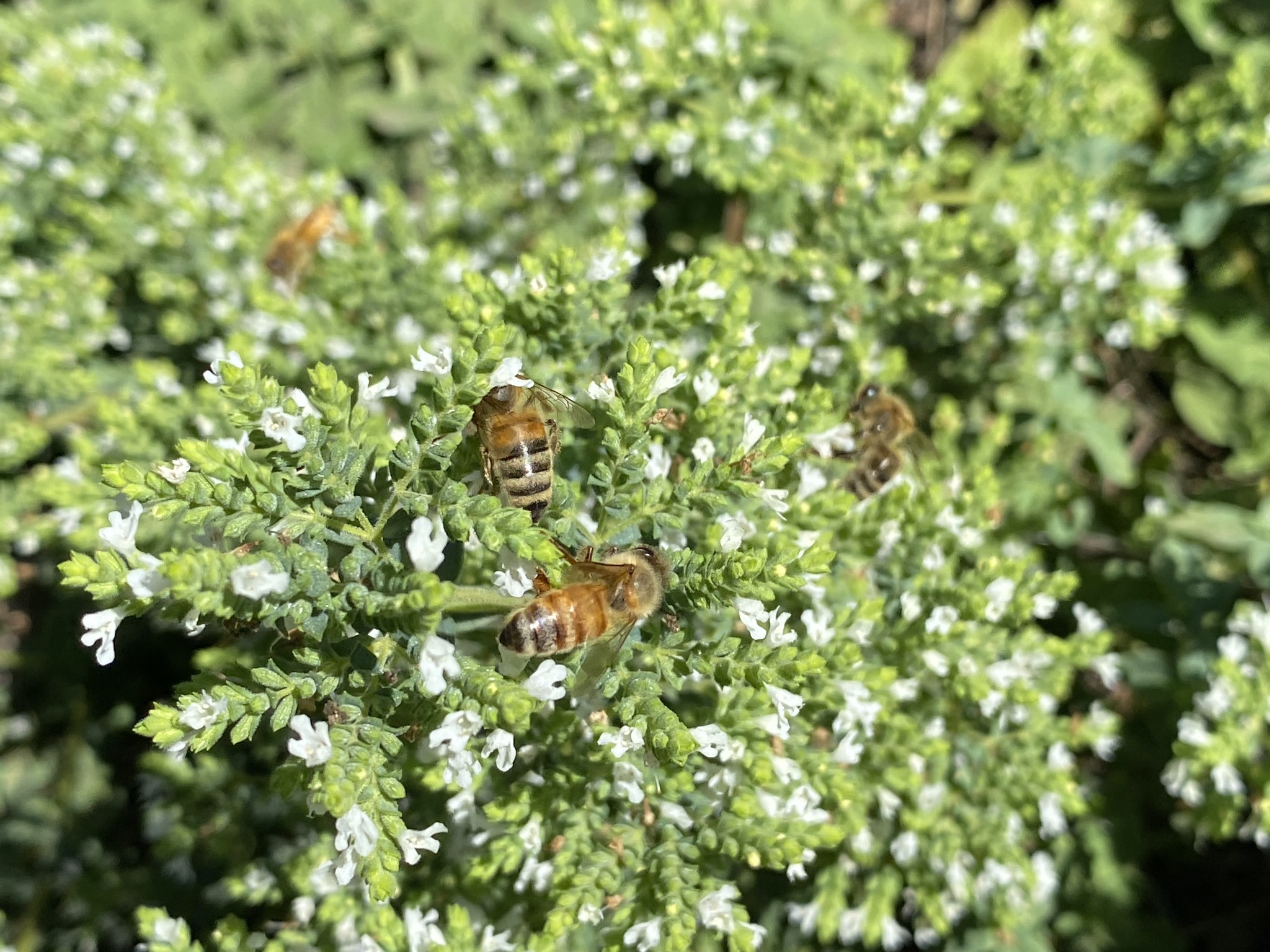 Greek oregano and bees