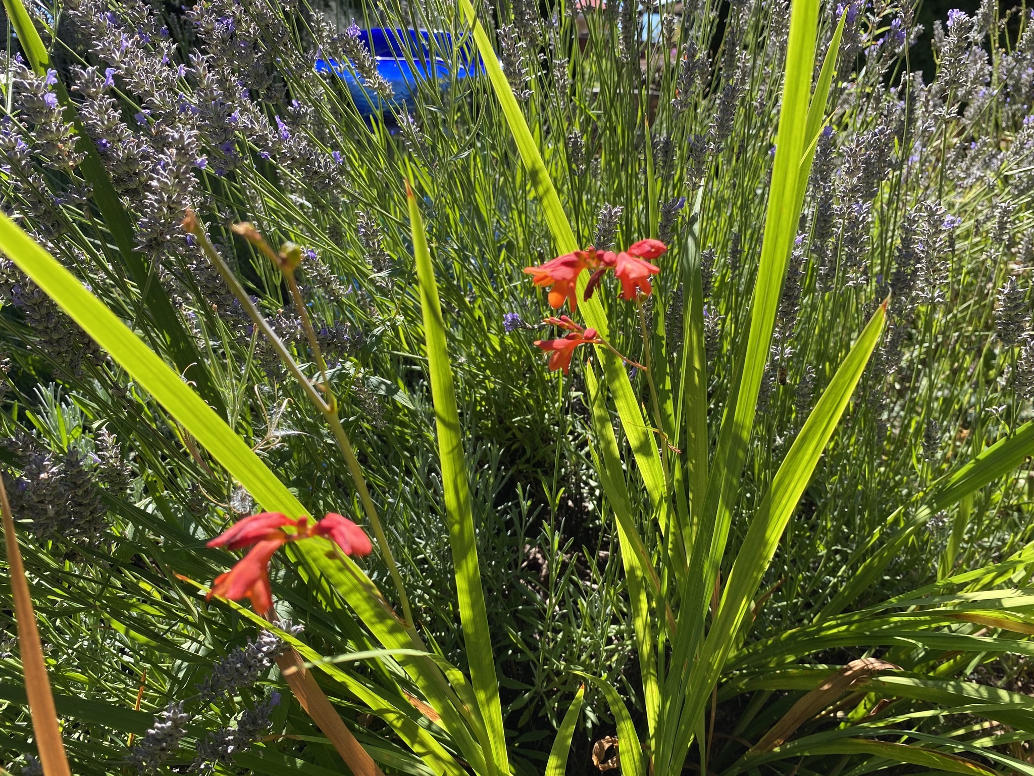 Crocosmia